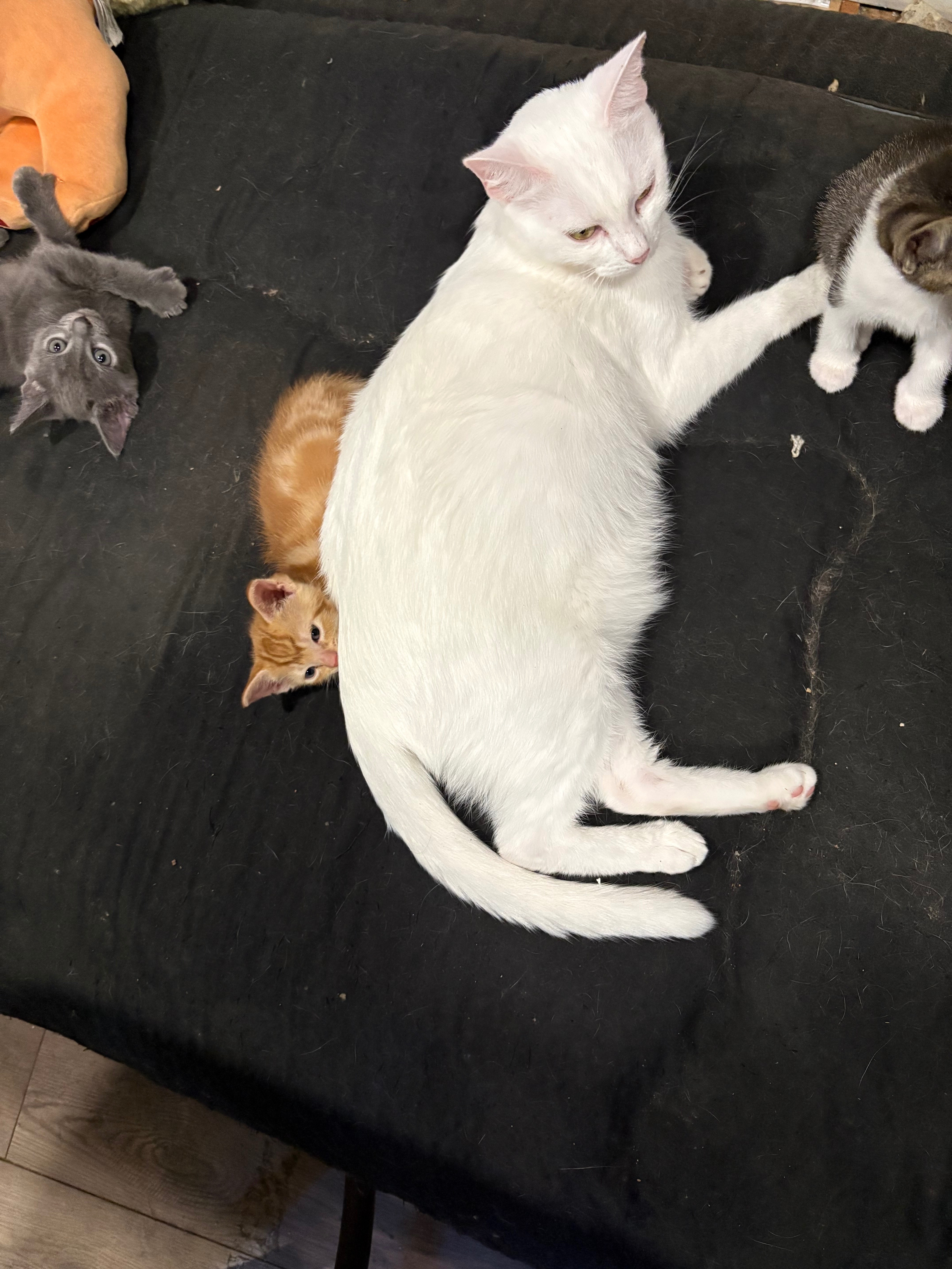 Support Our Journey to Safe Housing for Rescued Cats campaign photo, 5 of 8