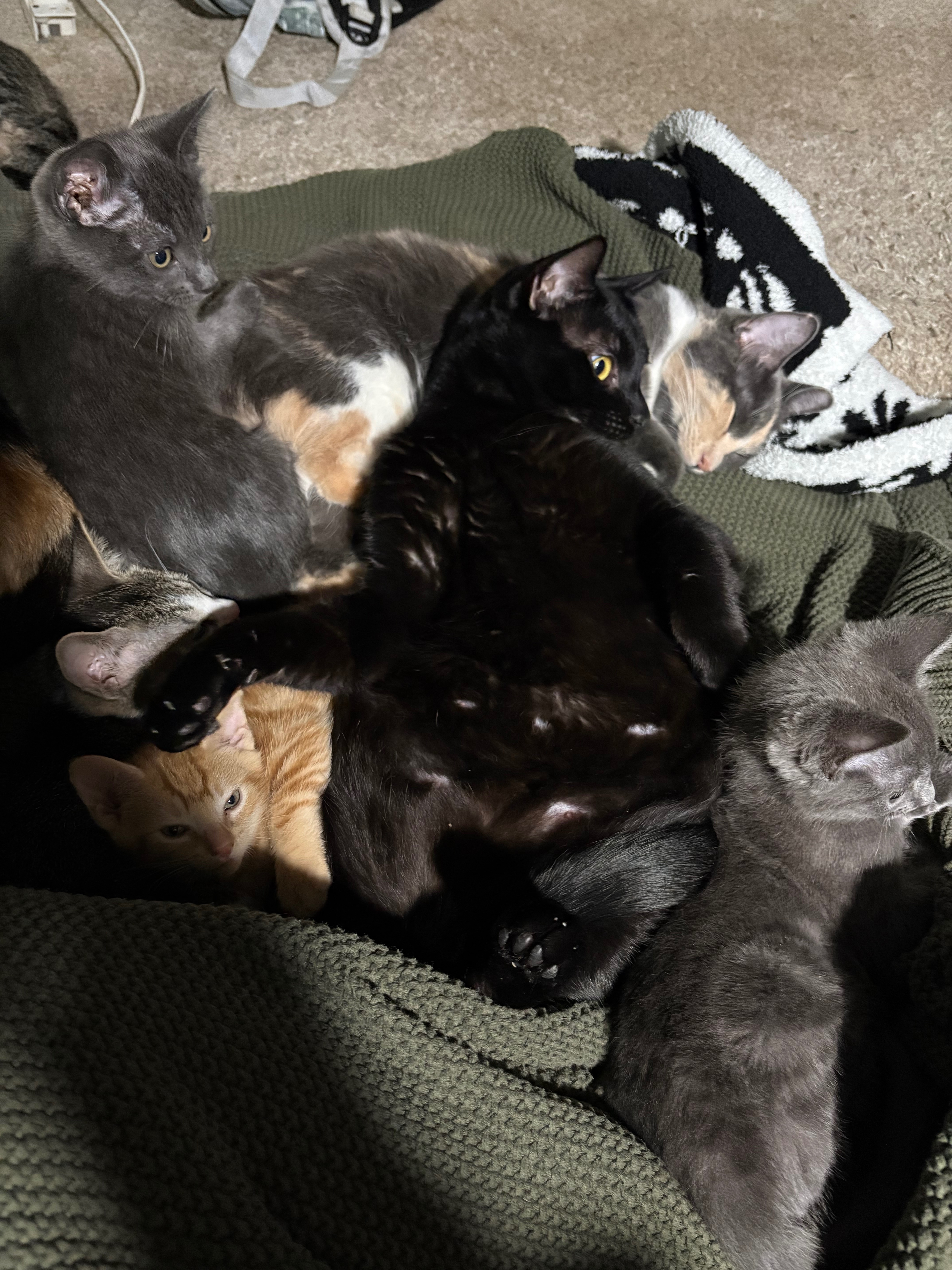 Support Our Journey to Safe Housing for Rescued Cats campaign photo, 6 of 8