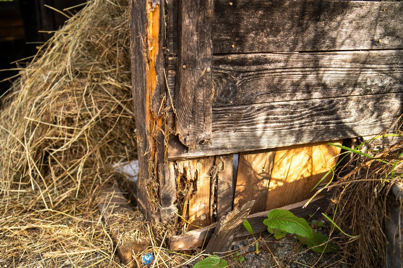 ISKCON Goloka Farm: Help Protect Our Cows campaign photo, 2 of 8