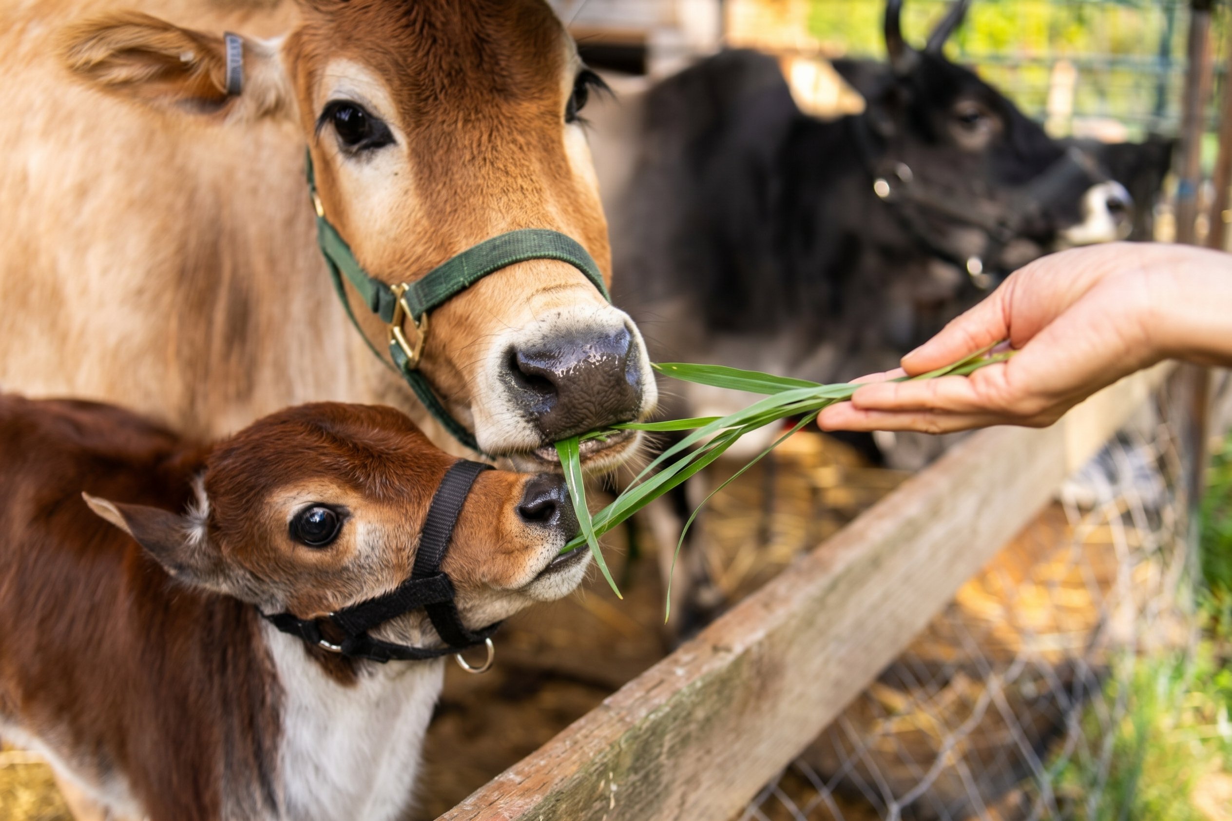 ISKCON Goloka Farm: Help Protect Our Cows campaign photo, 4 of 8