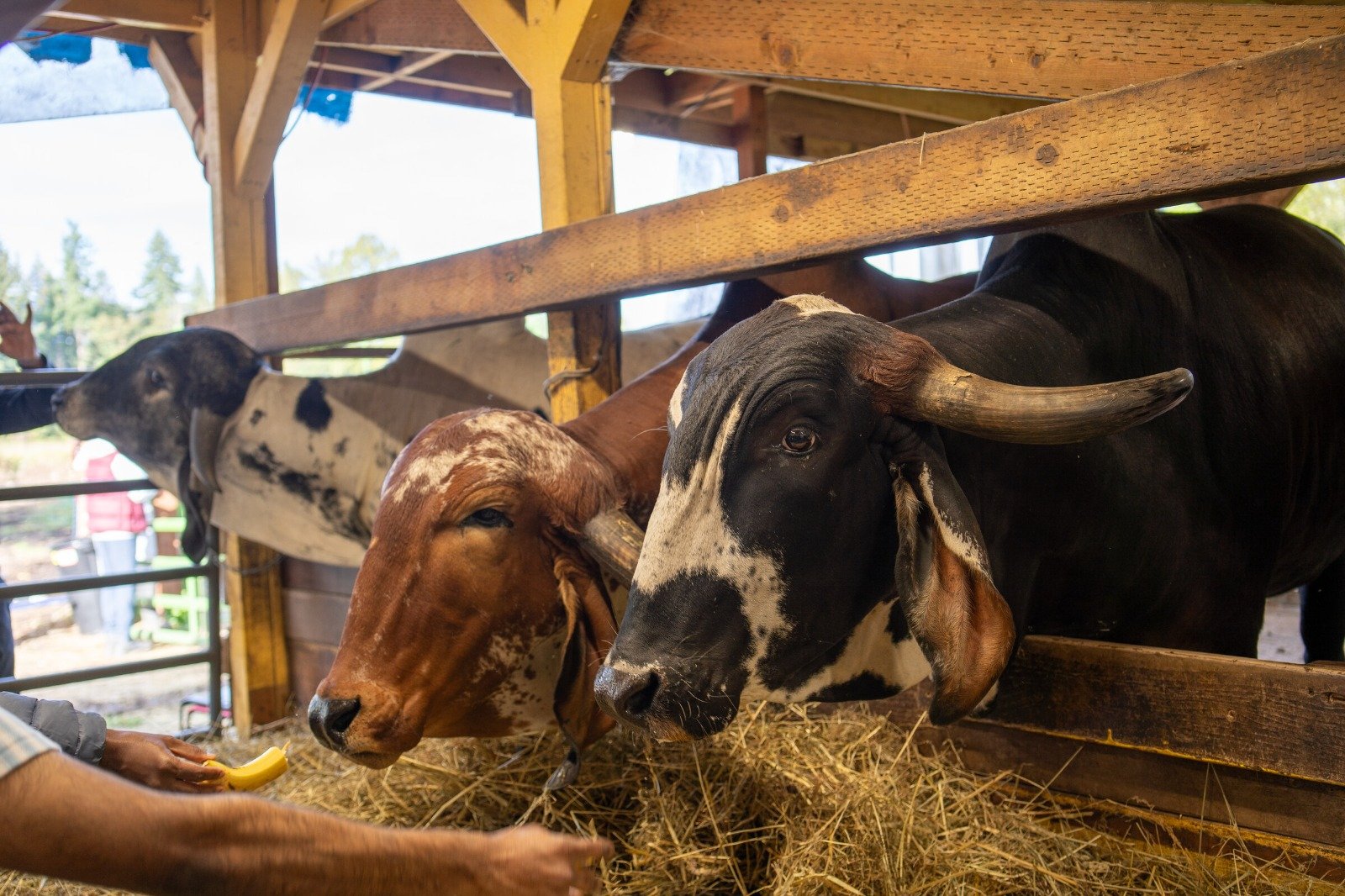 ISKCON Goloka Farm: Help Protect Our Cows campaign photo, 6 of 8