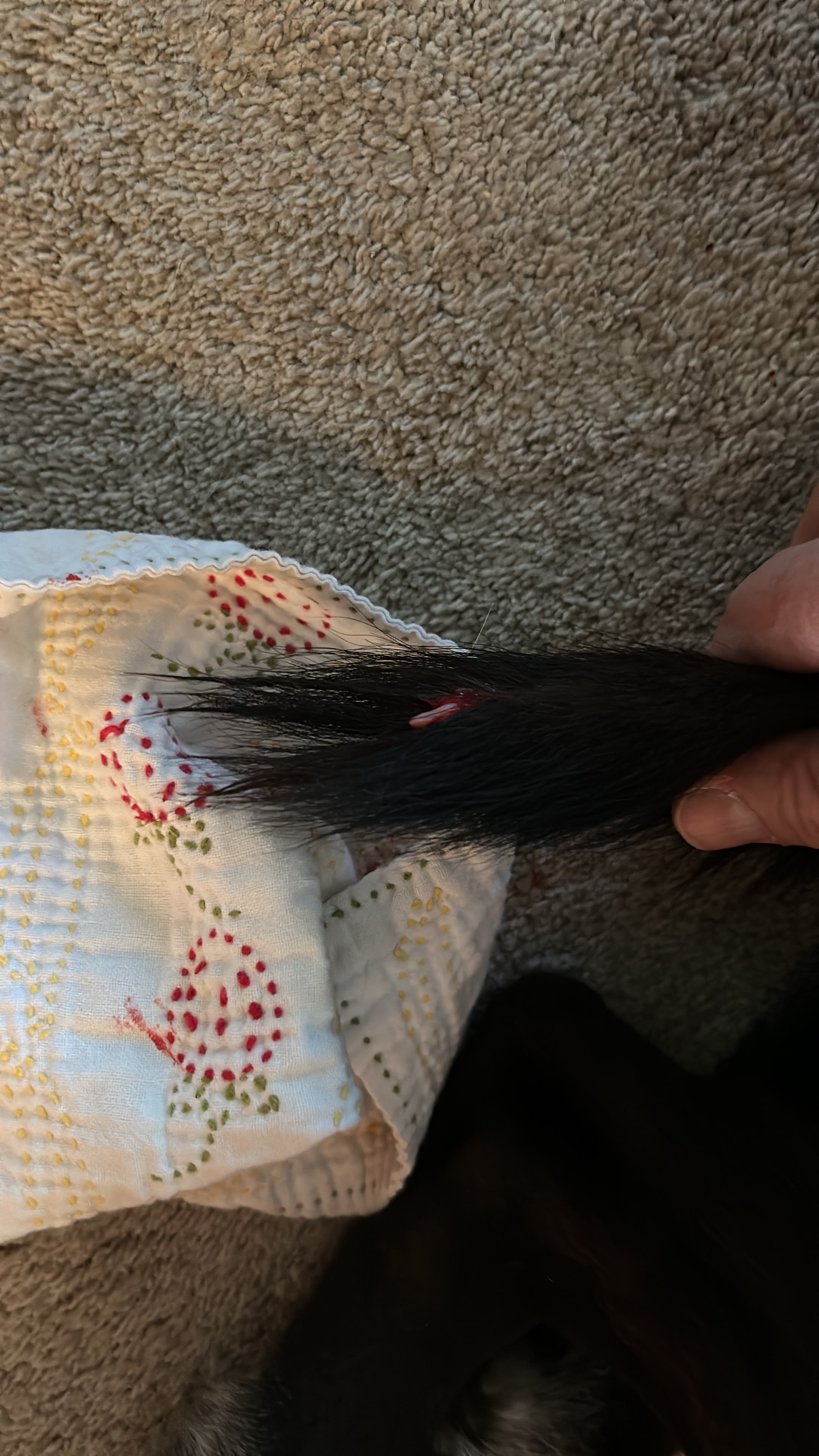 Tails Injured Fundraiser by Scott Turnbull : Help My Dog Get Emergency Tail Surgery