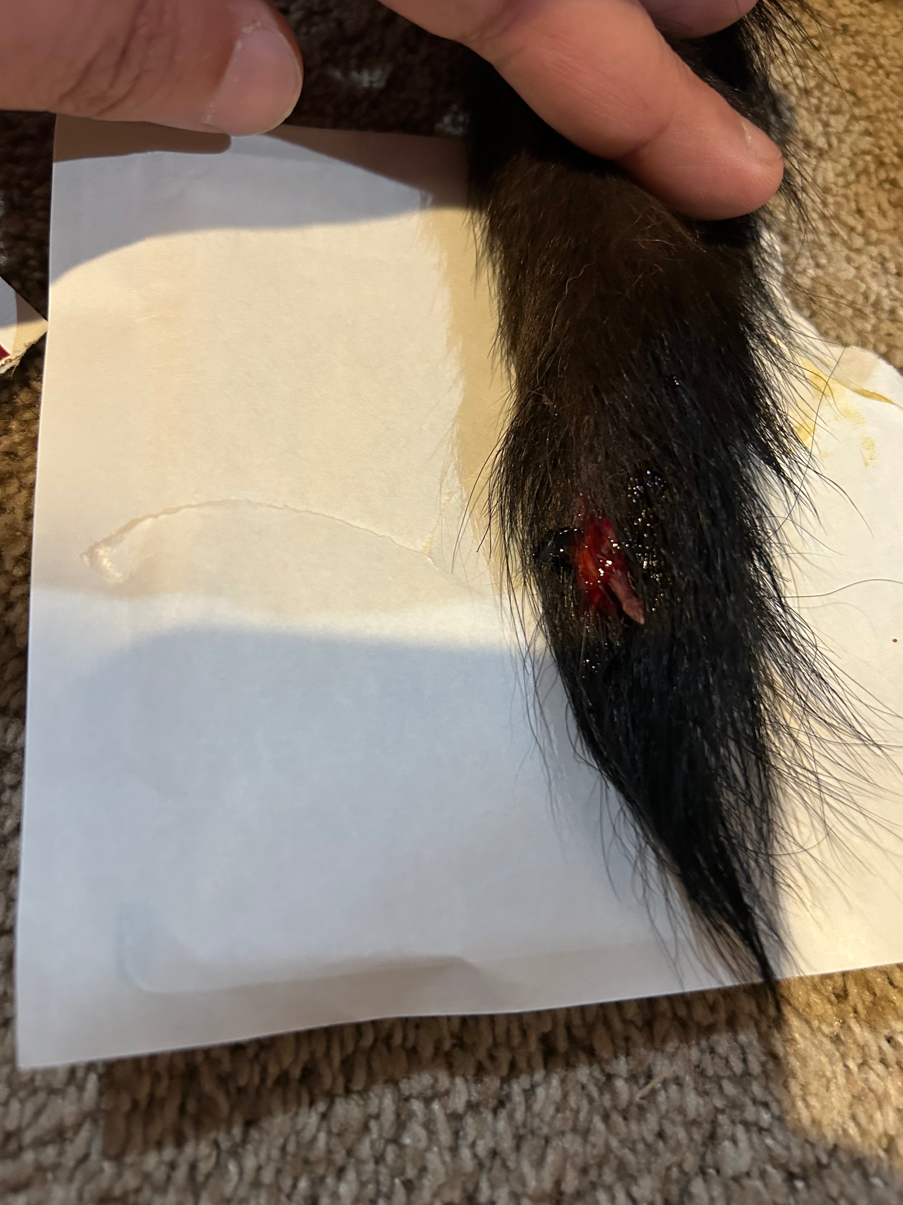 Tails Injured Fundraiser by Scott Turnbull : Help My Dog Get Emergency Tail Surgery