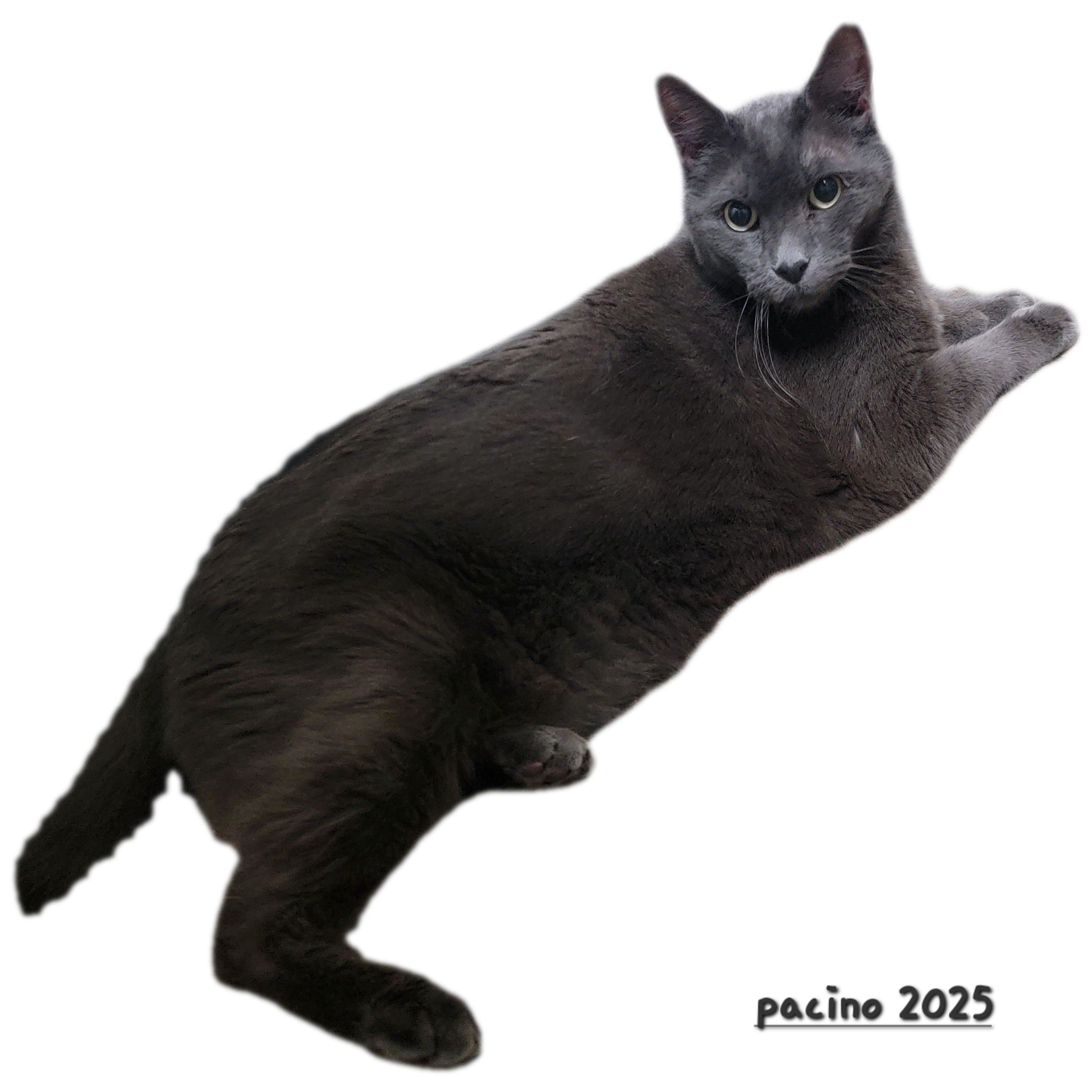 Helping Pacino Feel Better for the Time He Has campaign photo, 2 of 6