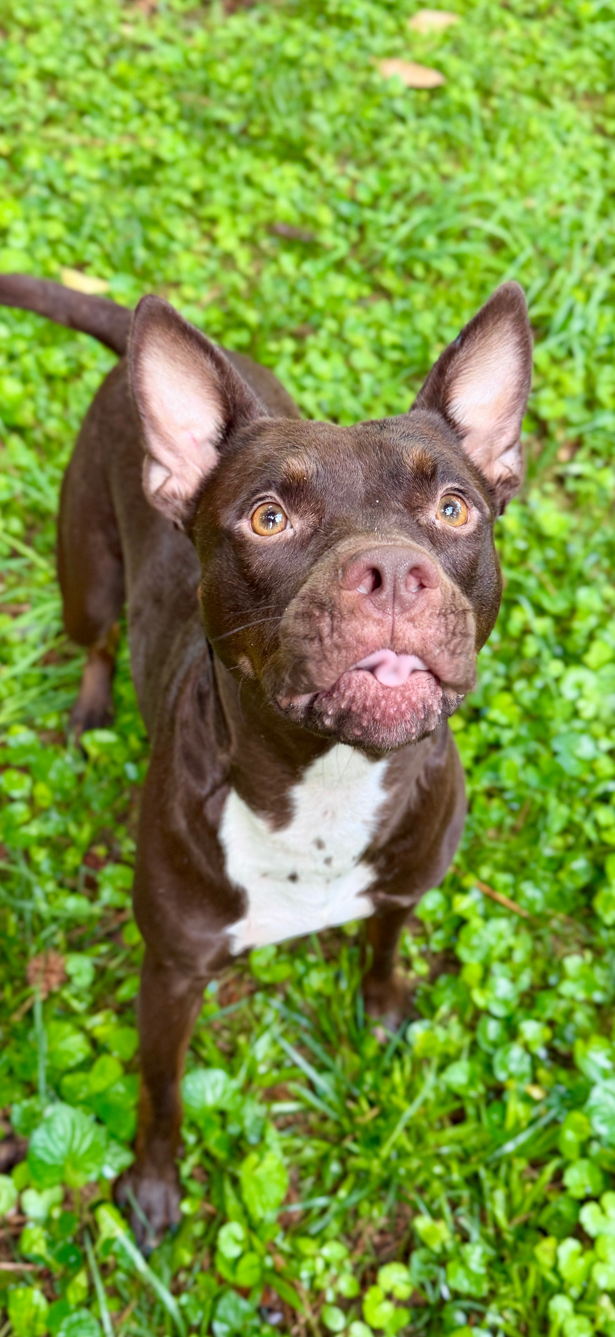 Help Pasha Learn to Feel Safe: One Year After Her Rescue campaign photo, 7 of 8