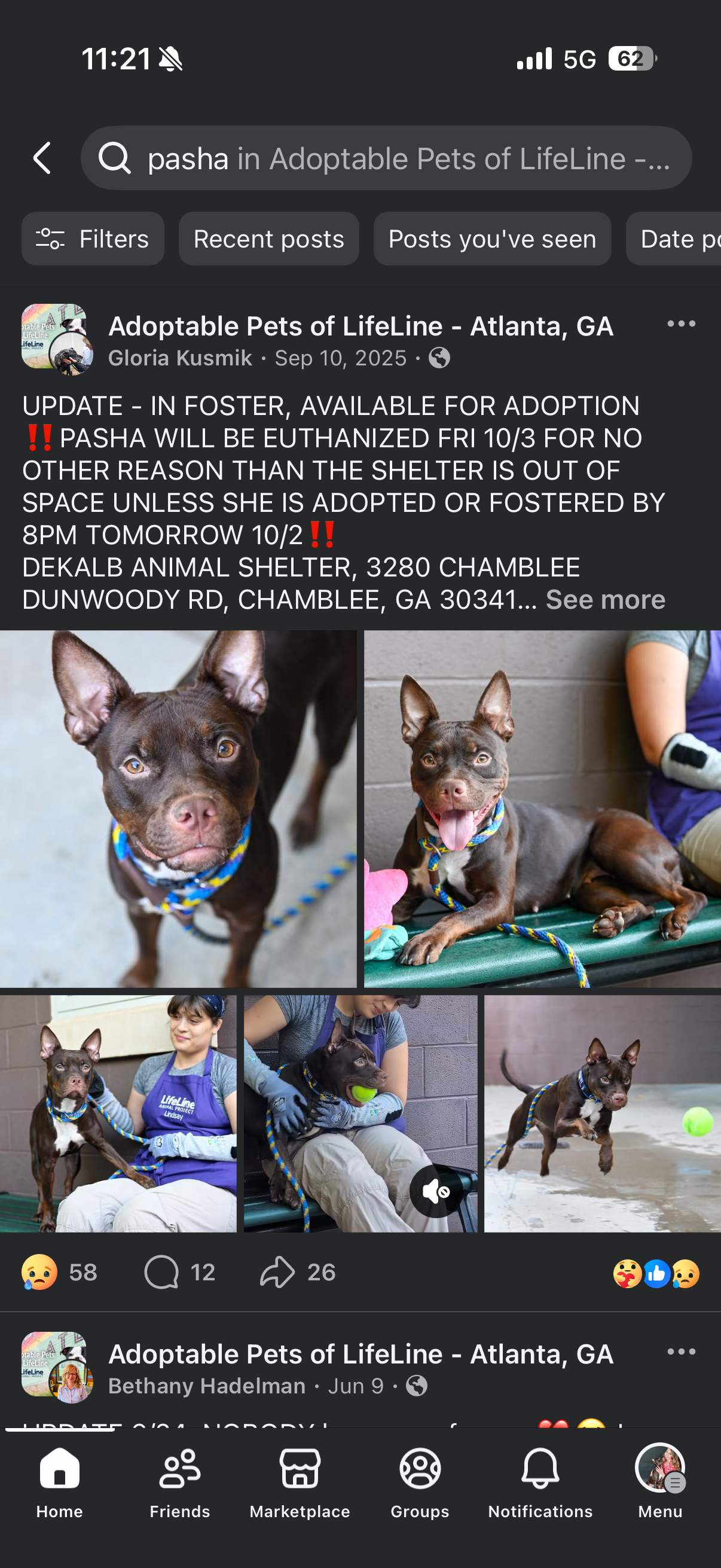 Help Pasha Learn to Feel Safe: One Year After Her Rescue campaign photo, 2 of 8