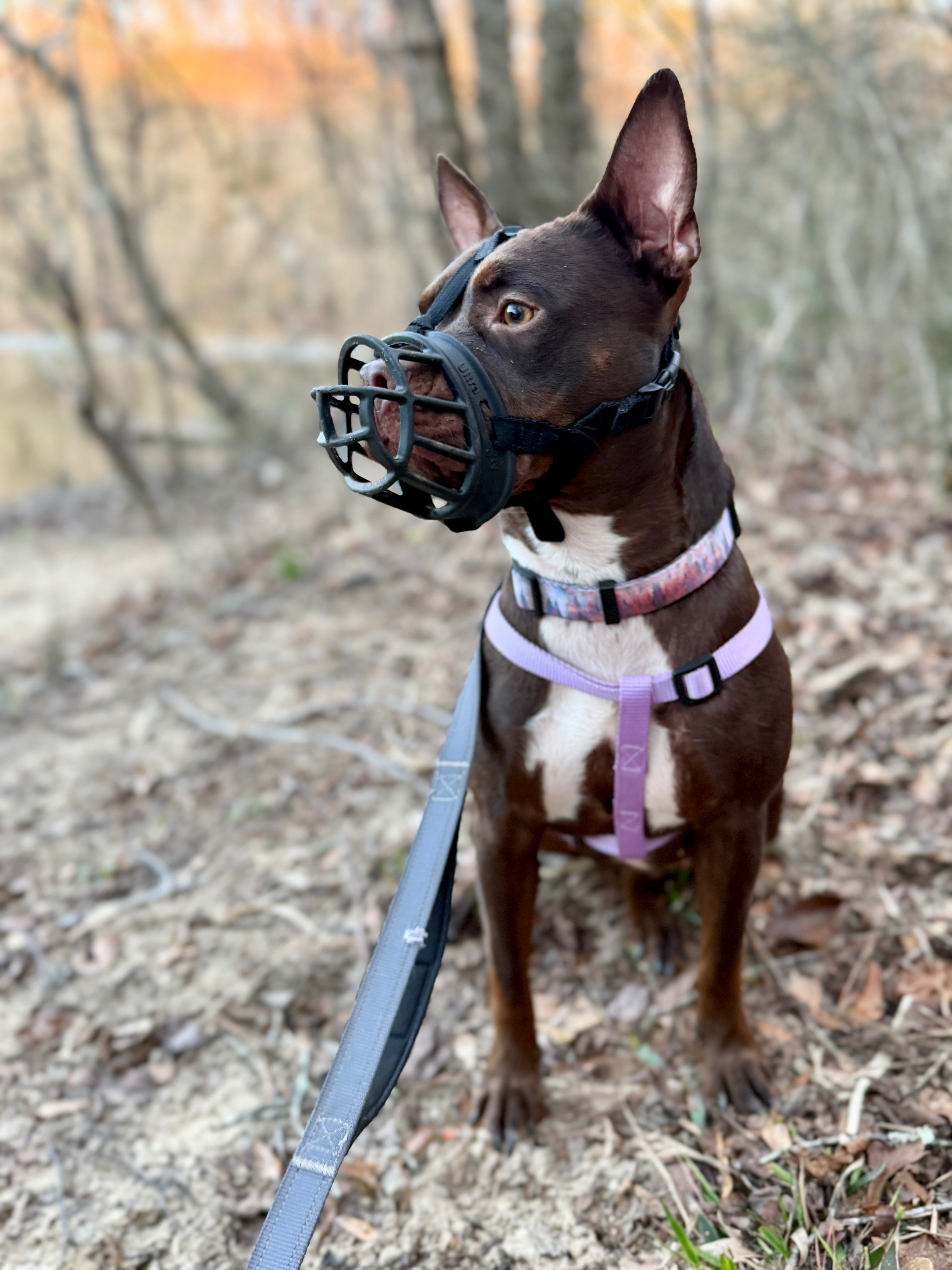 Help Pasha Learn to Feel Safe: One Year After Her Rescue campaign photo, 4 of 8
