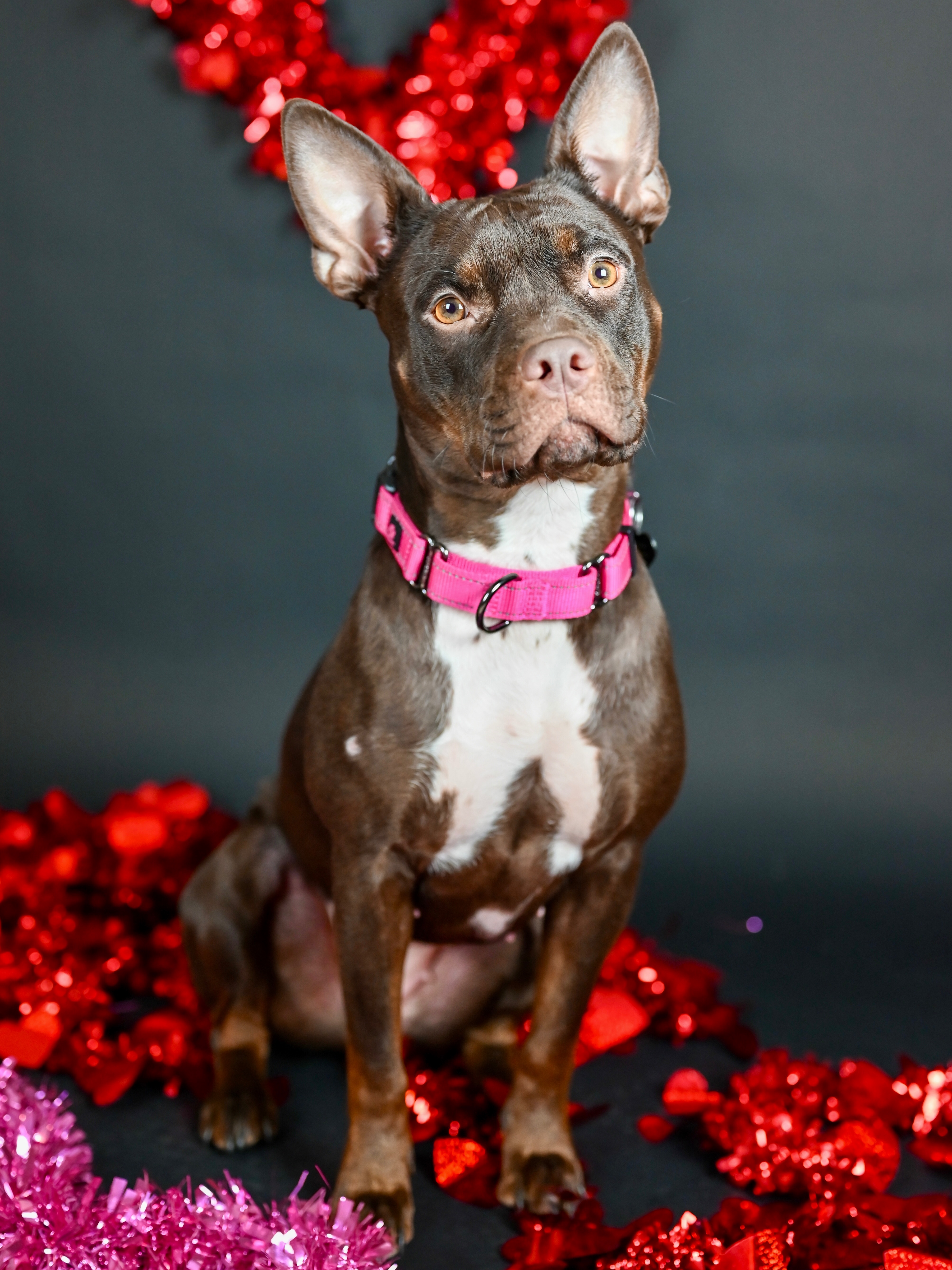 Help Pasha Learn to Feel Safe: One Year After Her Rescue campaign photo, 5 of 8