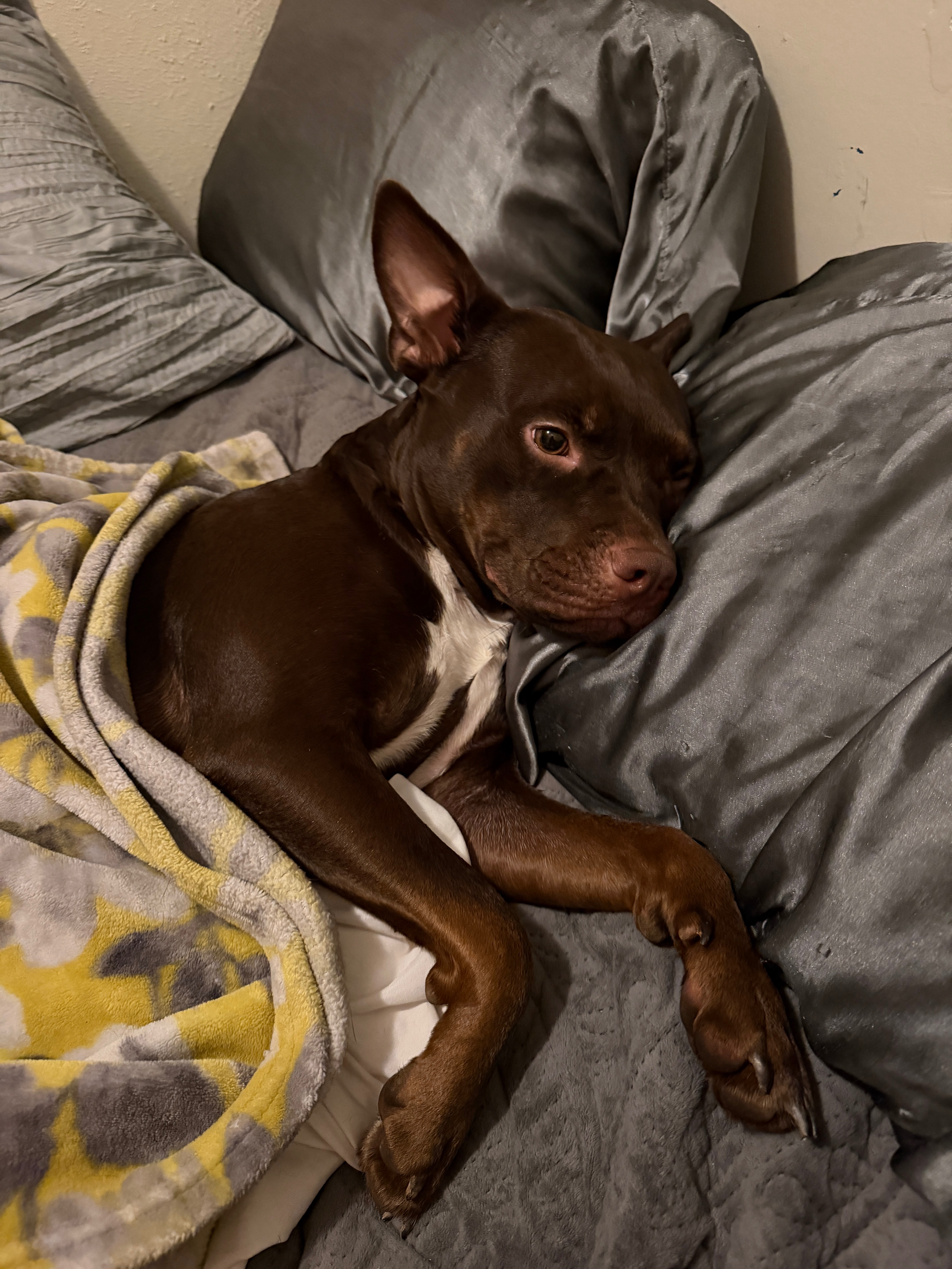 Help Pasha Learn to Feel Safe: One Year After Her Rescue campaign photo, 6 of 8