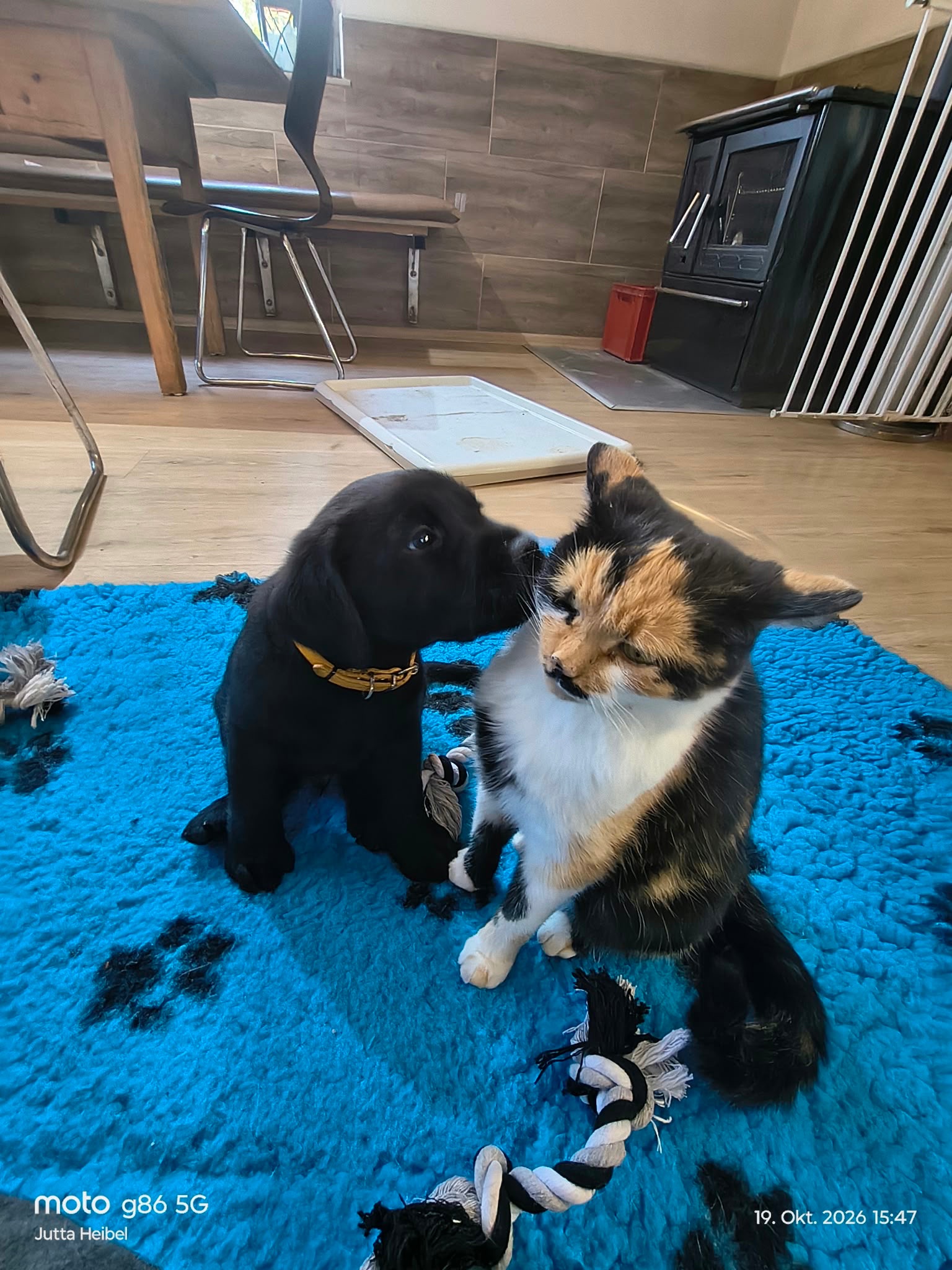 Hilfe für ein 13 jähriges Mädchen für einen Assistenzhund campaign photo, 2 of 5