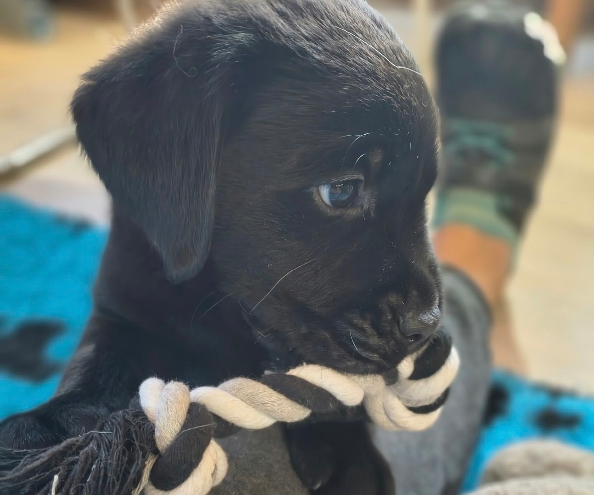 Hilfe für ein 13 jähriges Mädchen für einen Assistenzhund campaign photo, 4 of 5