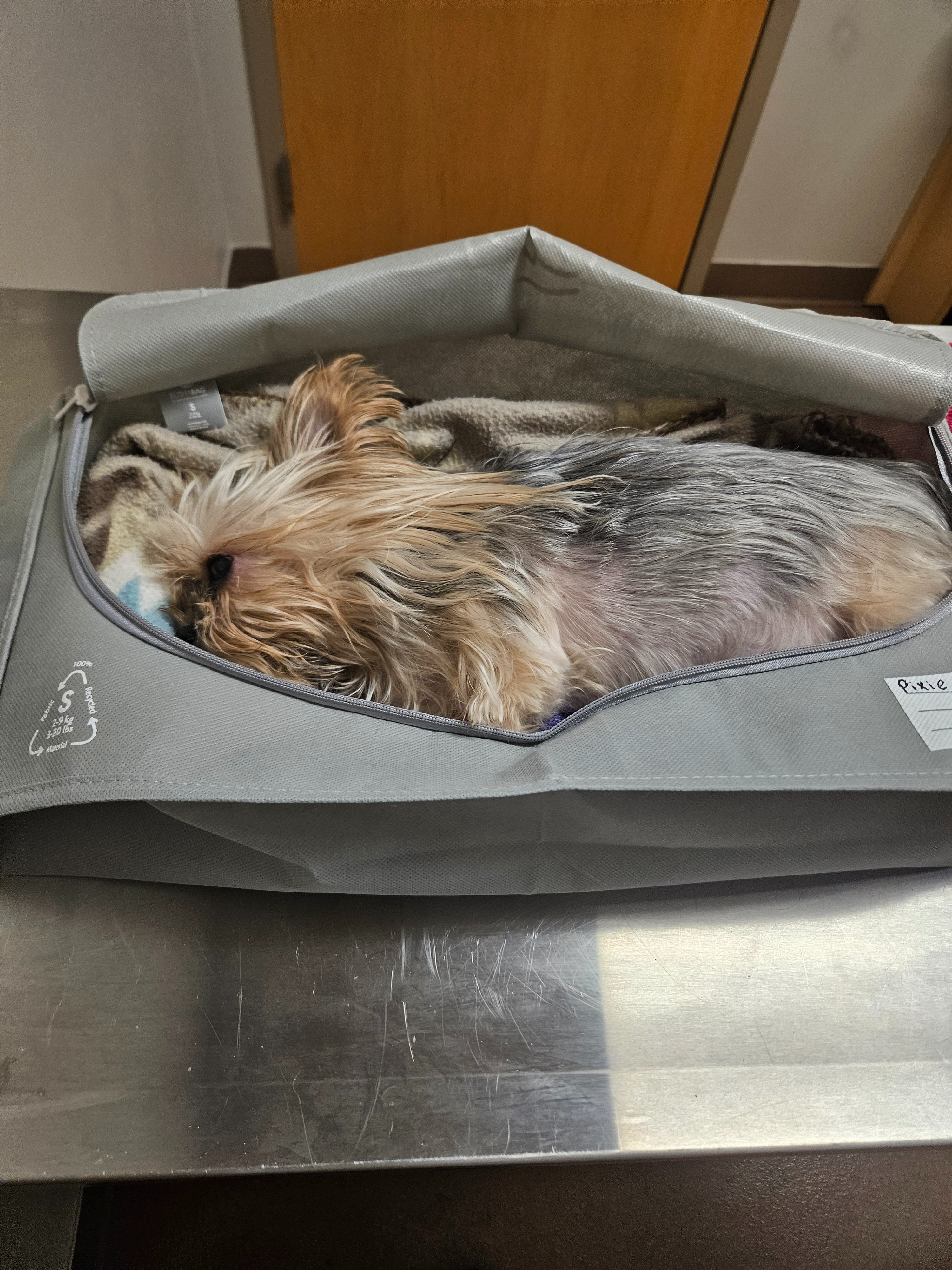 Piuxie Fundraiser by Michelle Johnson : Pixie's Vet and Cremation Expenses