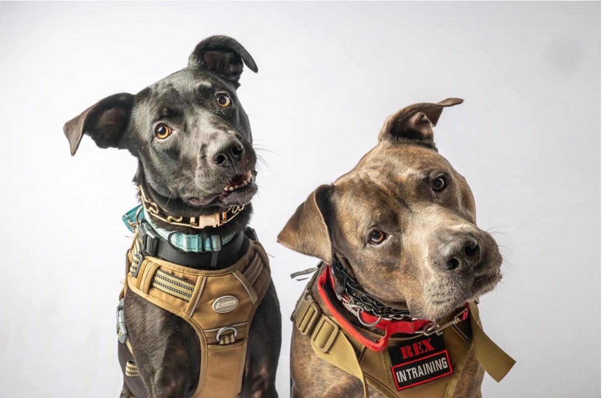 Help Rex Get Back on His Paws: Urgent Knee Surgery campaign photo, 6 of 7