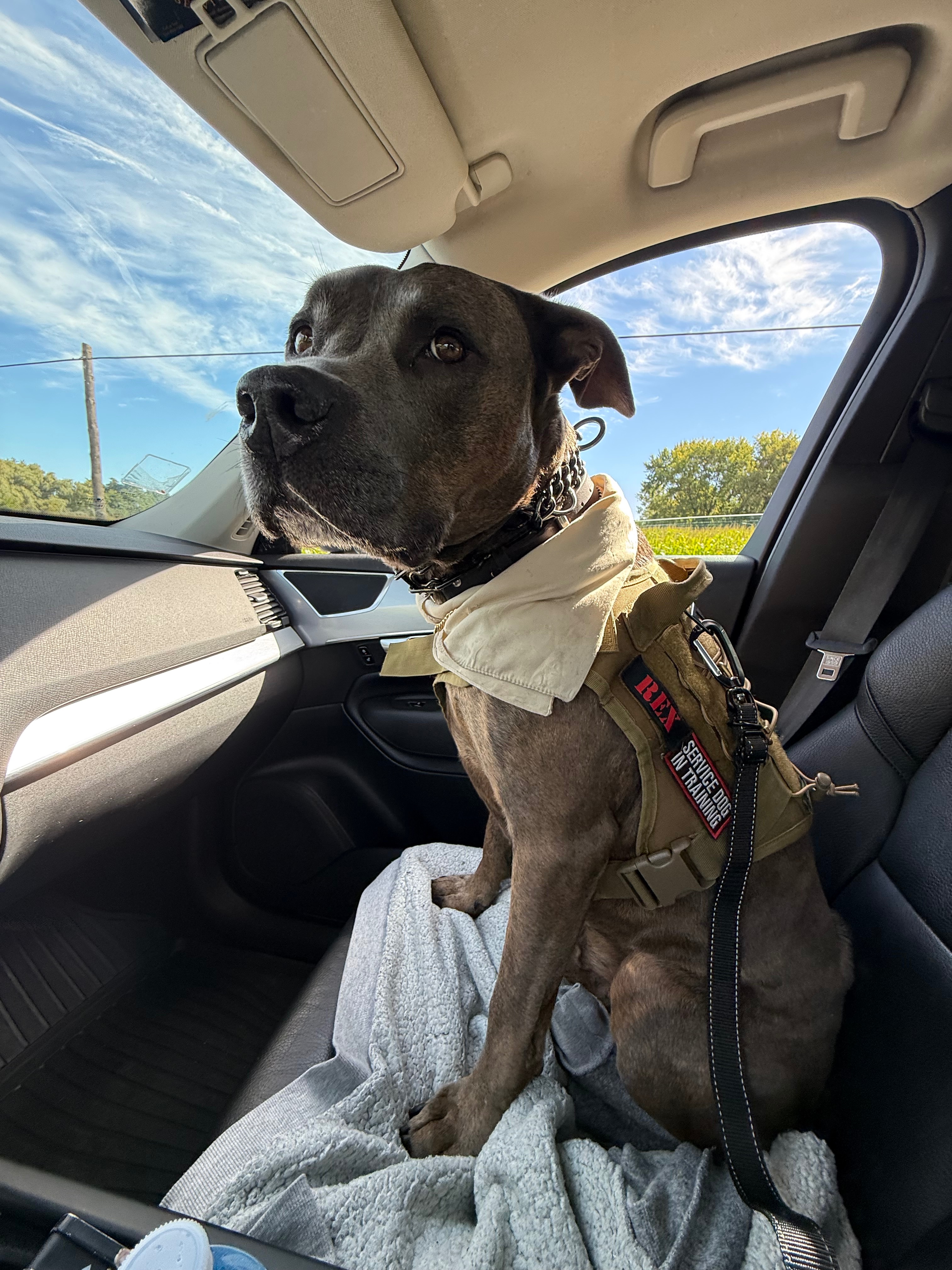 Help Rex Get Back on His Paws: Urgent Knee Surgery campaign photo, 2 of 7