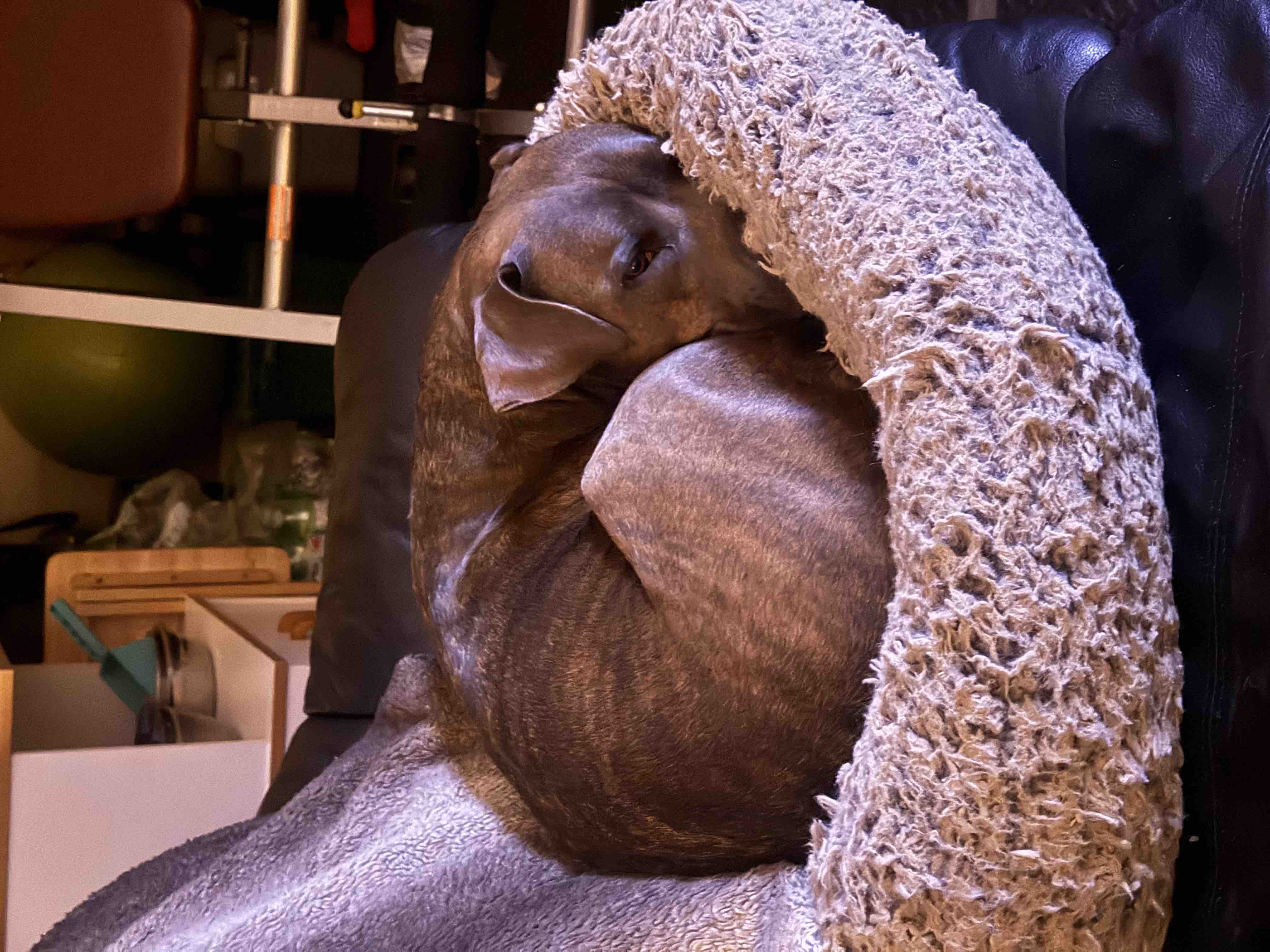 Help Rex Get Back on His Paws: Urgent Knee Surgery campaign photo, 4 of 7