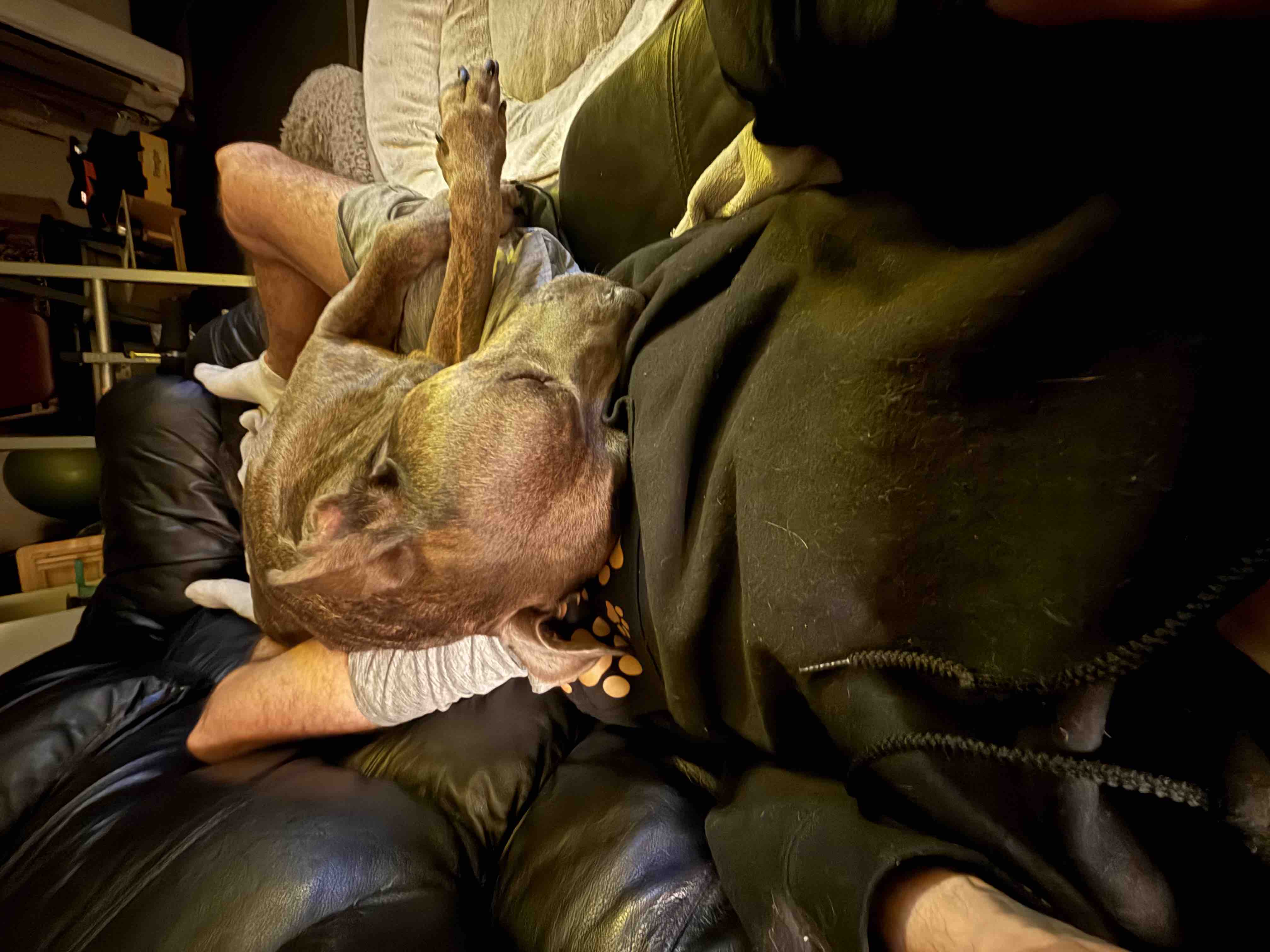 Help Rex Get Back on His Paws: Urgent Knee Surgery campaign photo, 5 of 7
