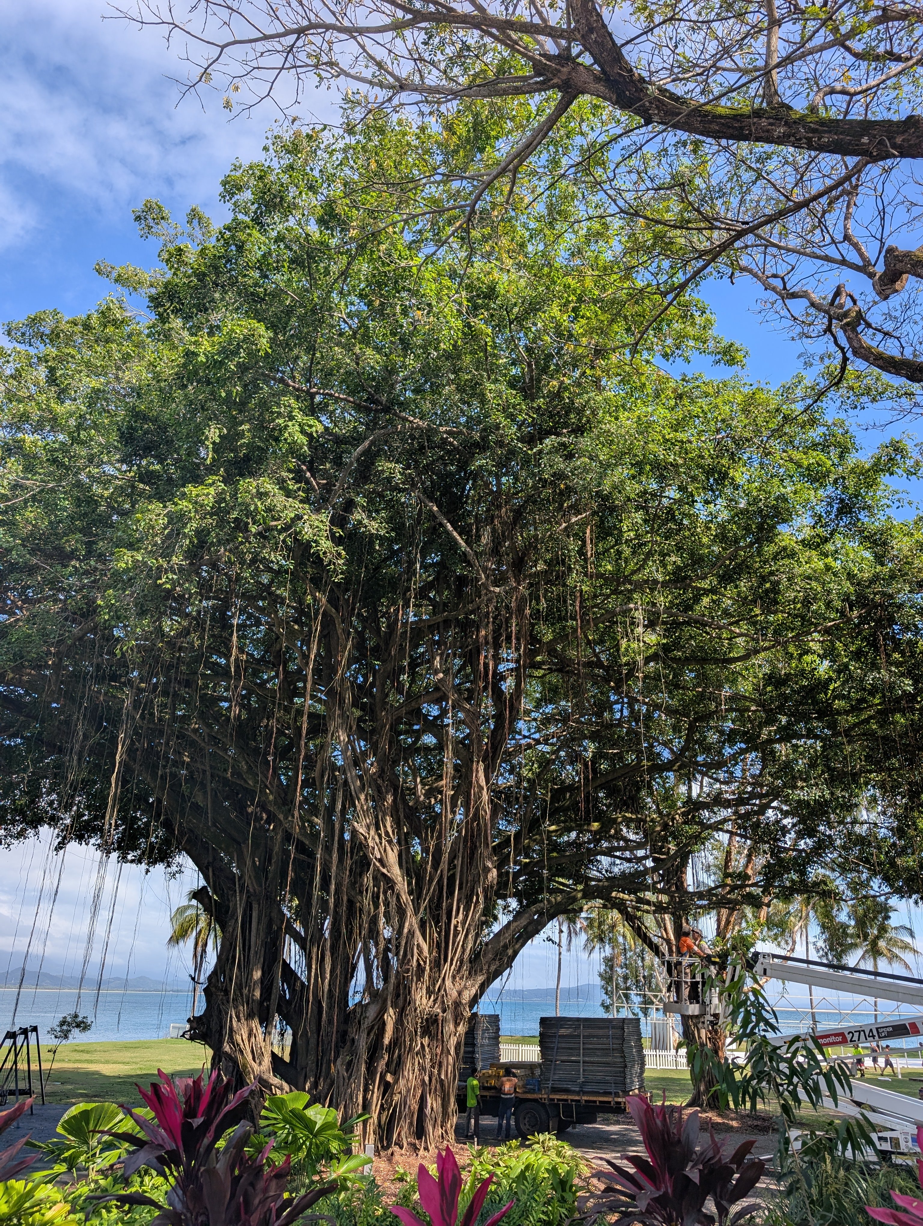 Trree Rex Fundraiser by Helen Lac : Save Iconic Fig Tree at Rex Smeal Park in ...