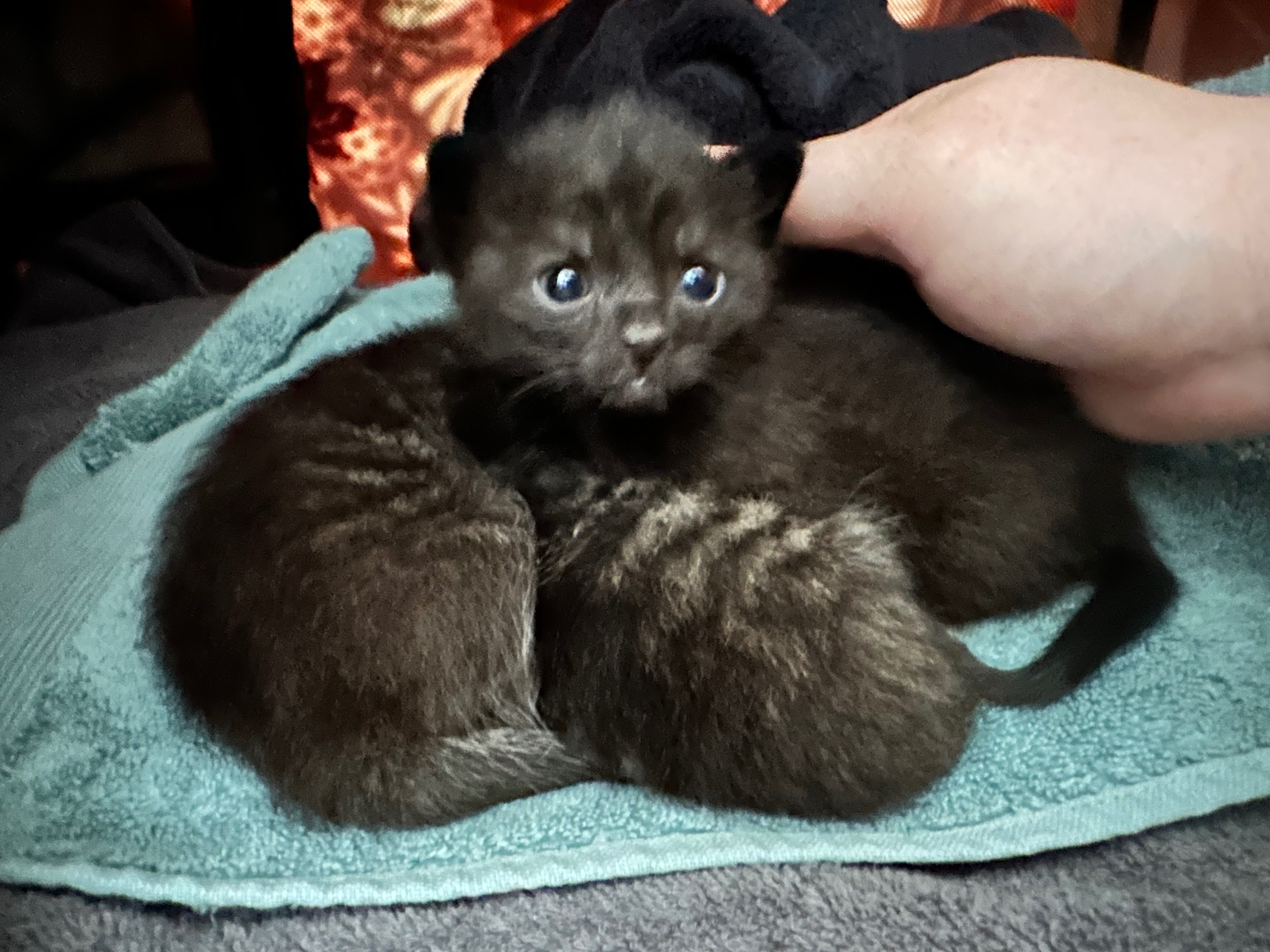 Helping Chex Mix and Her Kittens Thrive campaign photo, 6 of 7