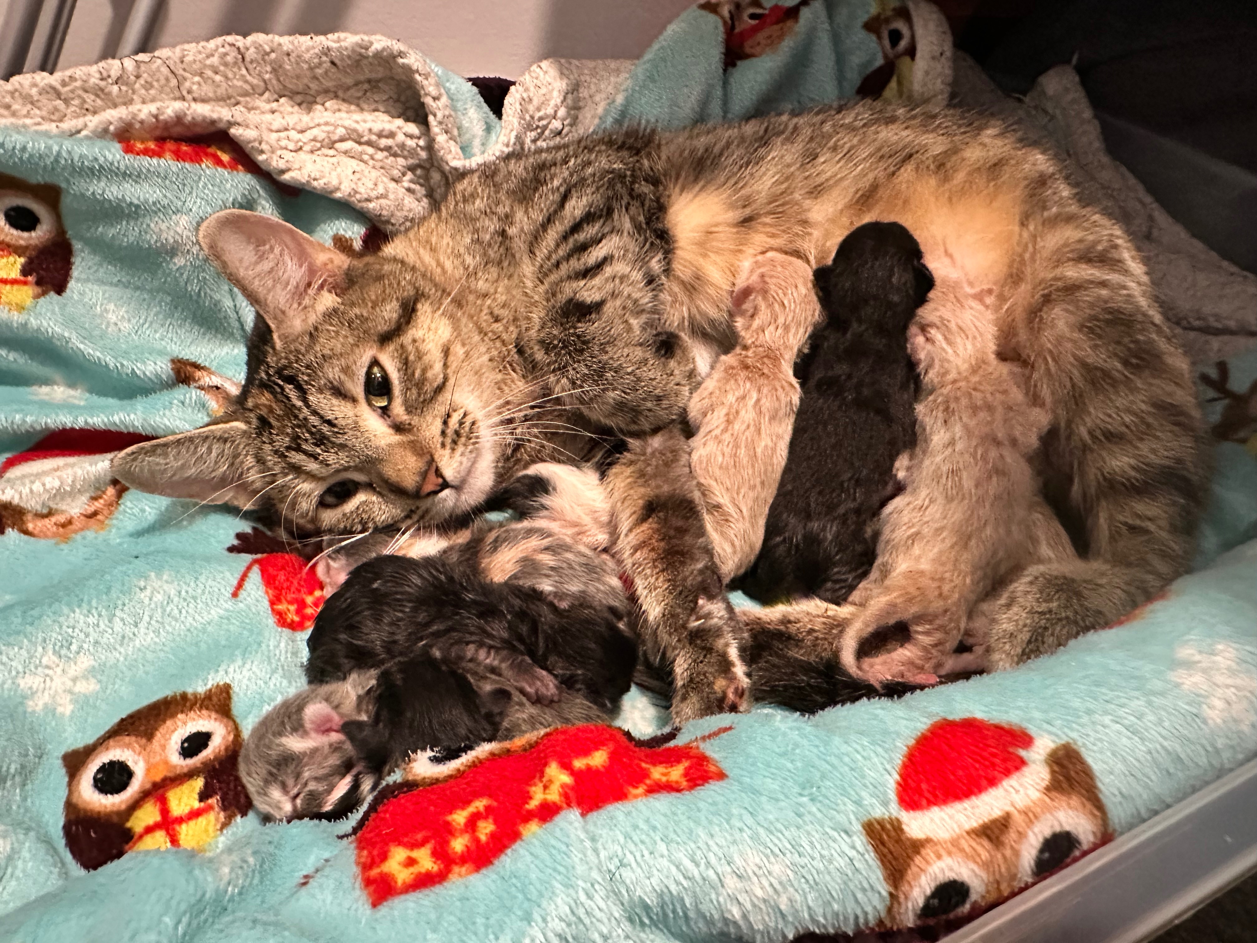 Helping Chex Mix and Her Kittens Thrive campaign photo, 2 of 7