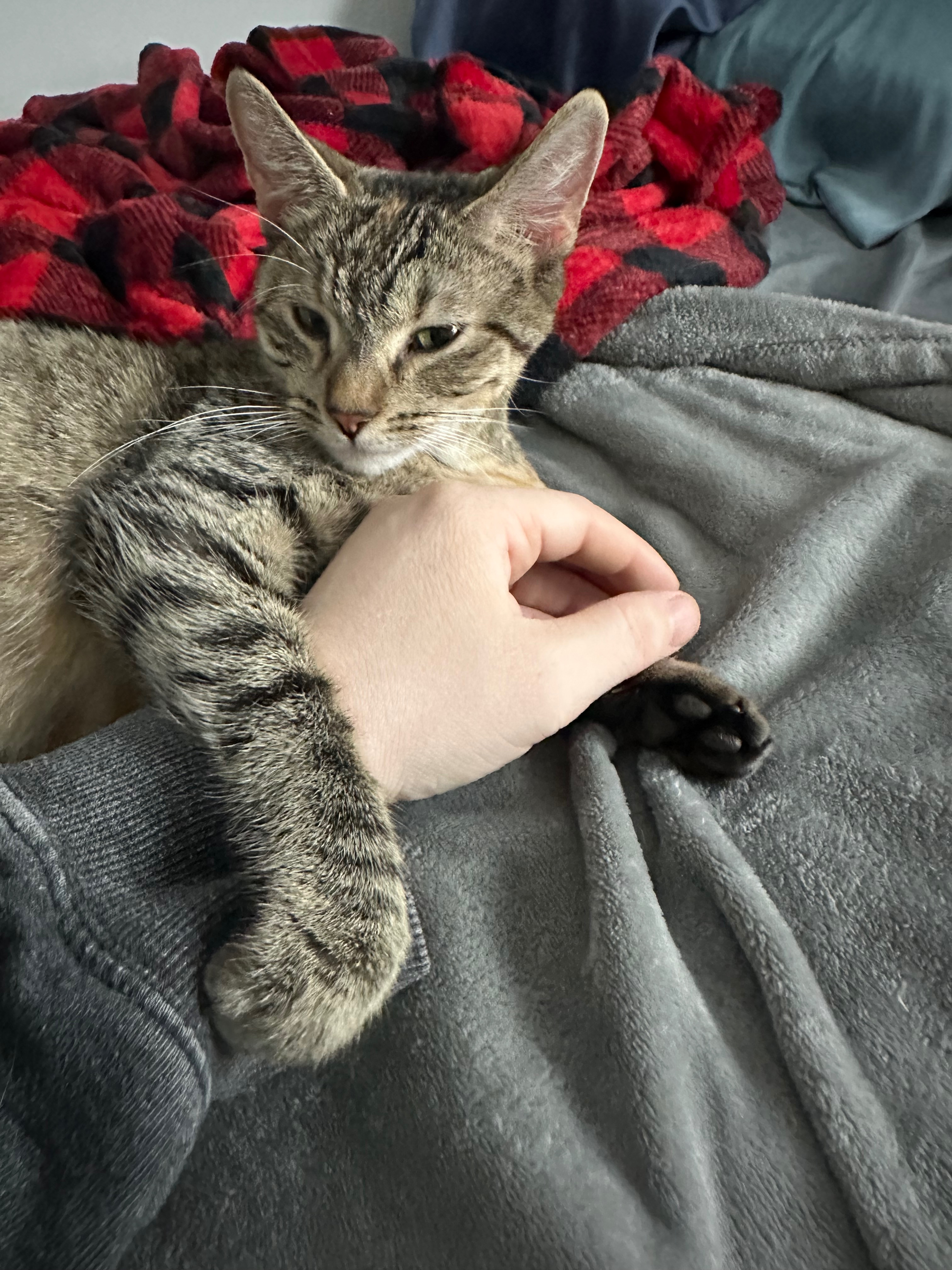 Helping Chex Mix and Her Kittens Thrive campaign photo, 5 of 7