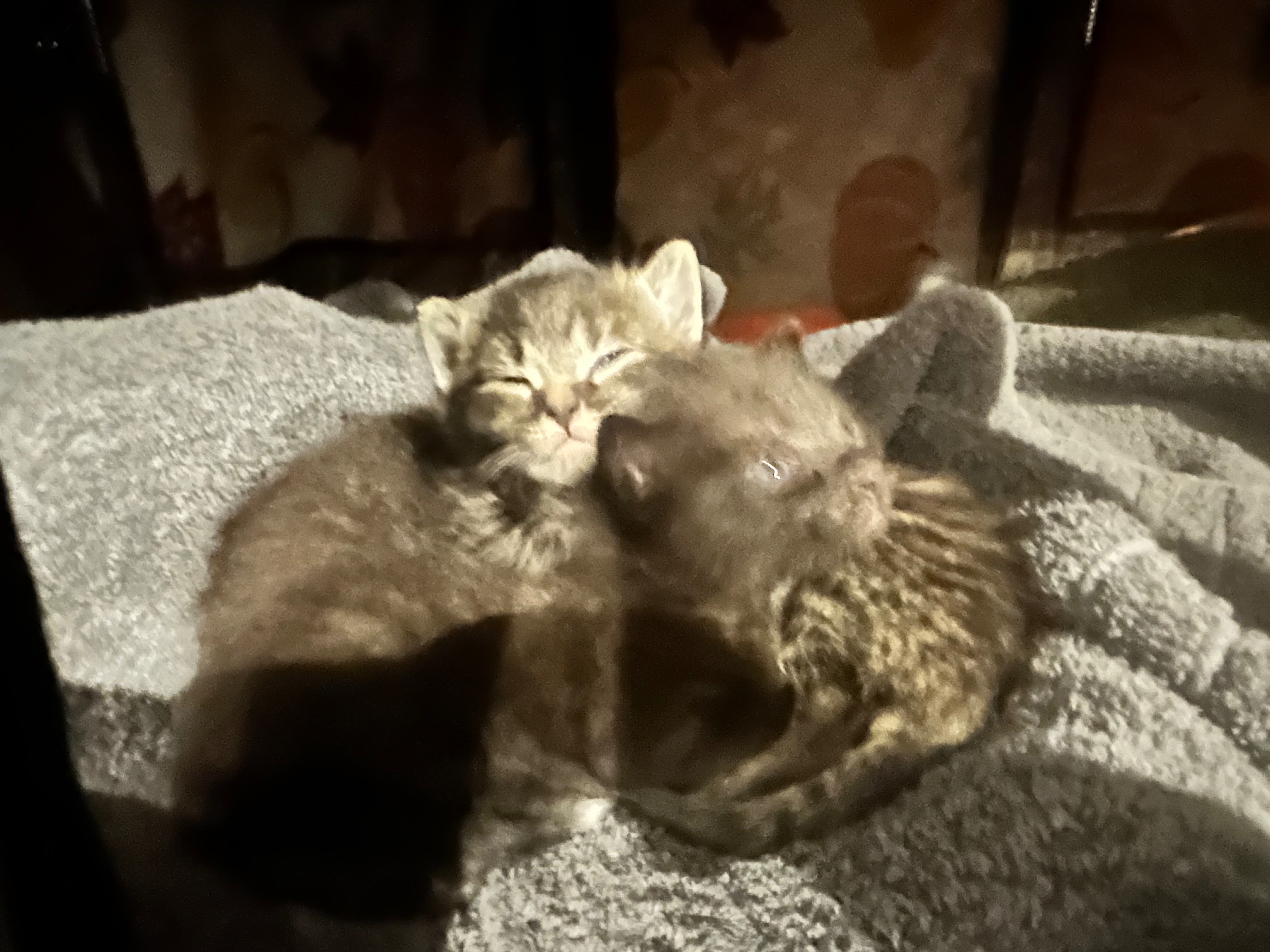 Helping Chex Mix and Her Kittens Thrive campaign photo, 4 of 7