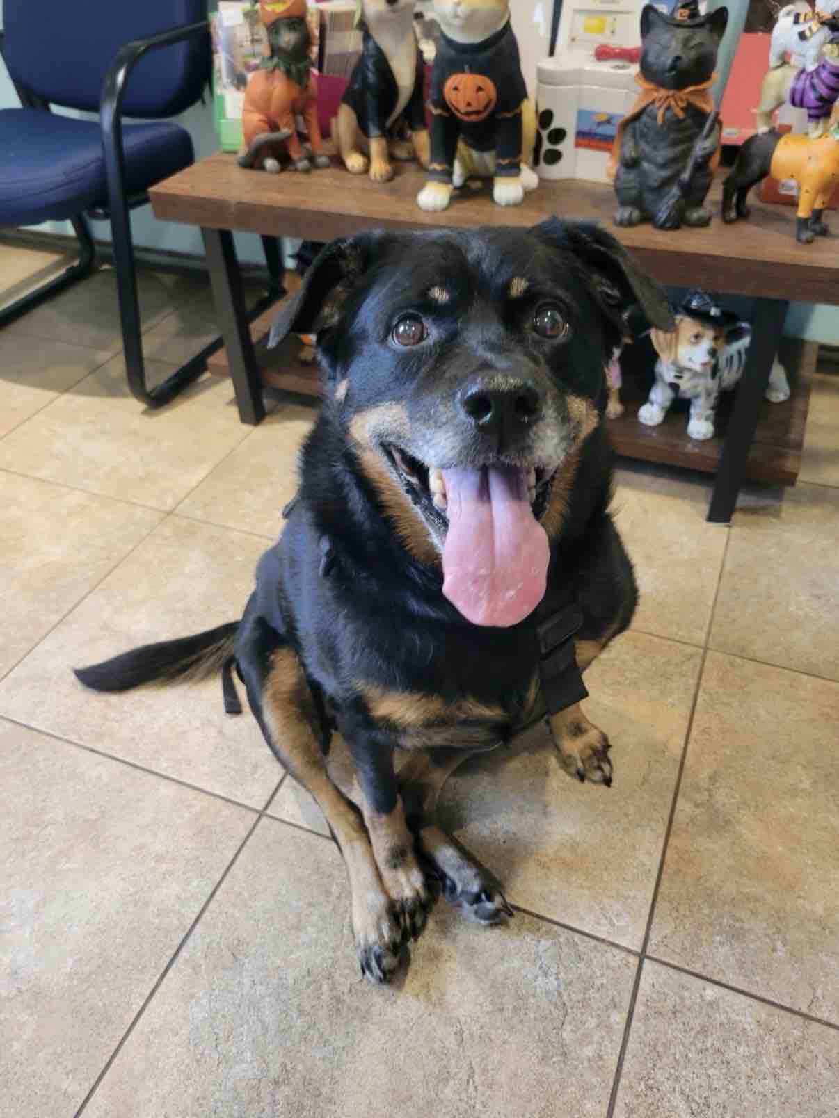 Help Brentwood-Islip Animal Hospital Find a New Home campaign photo, 5 of 13