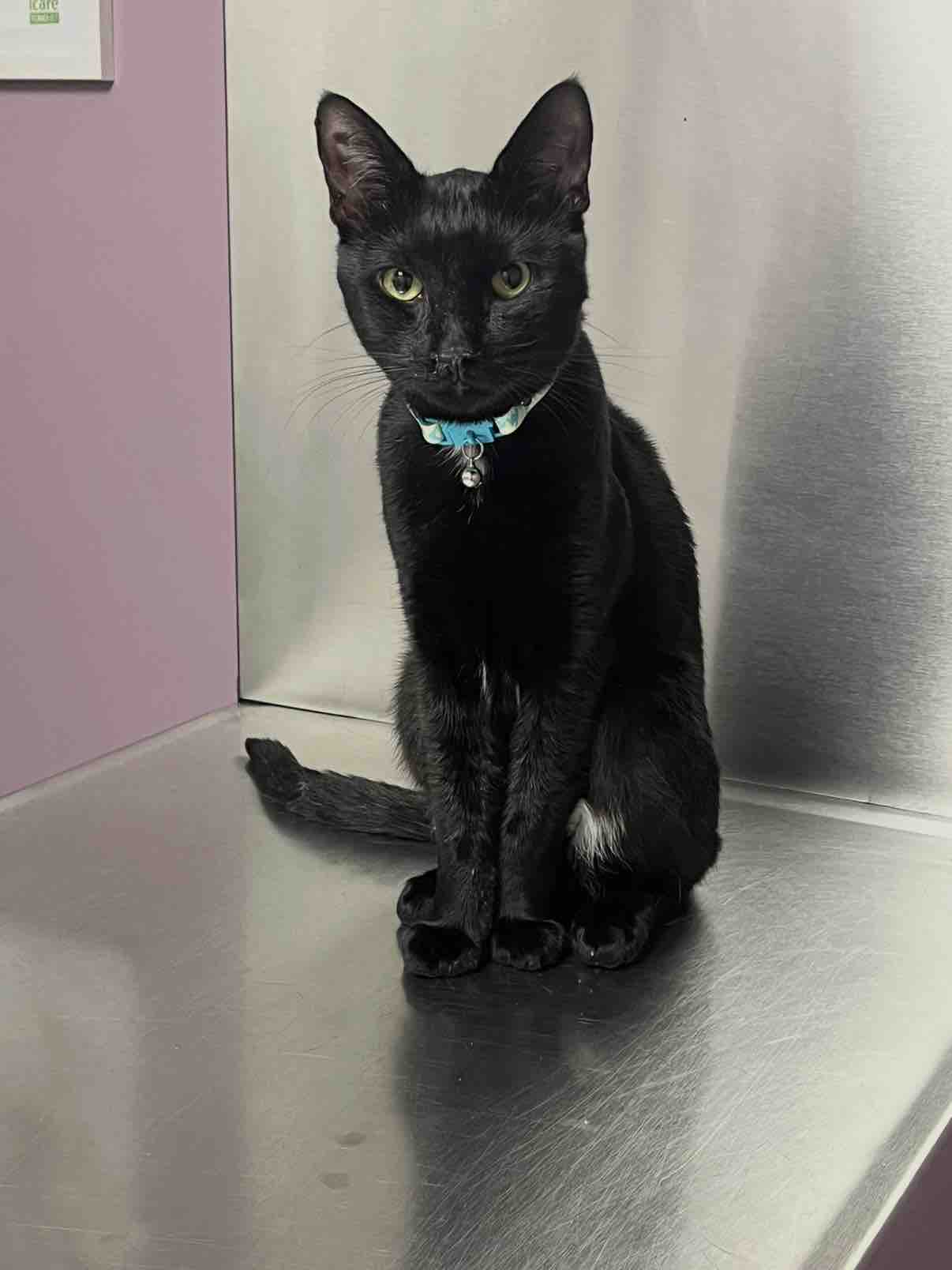 Help Brentwood-Islip Animal Hospital Find a New Home campaign photo, 6 of 13