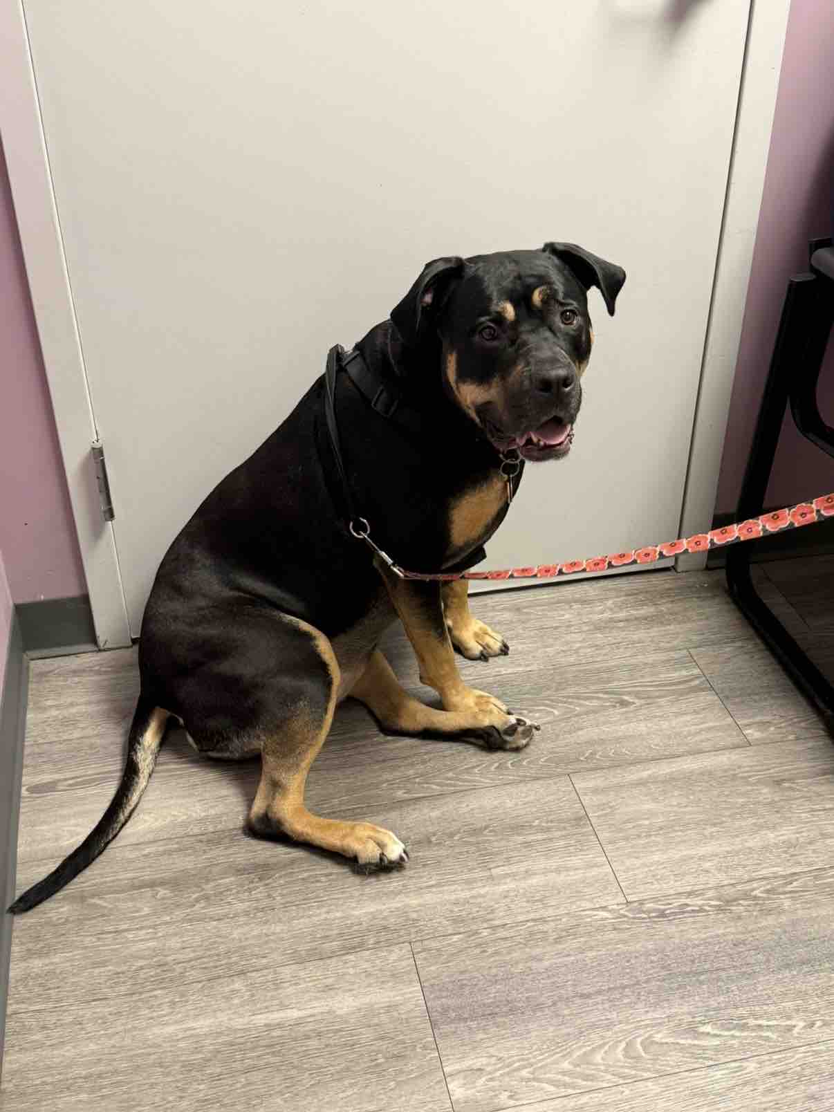 Help Brentwood-Islip Animal Hospital Find a New Home campaign photo, 7 of 13