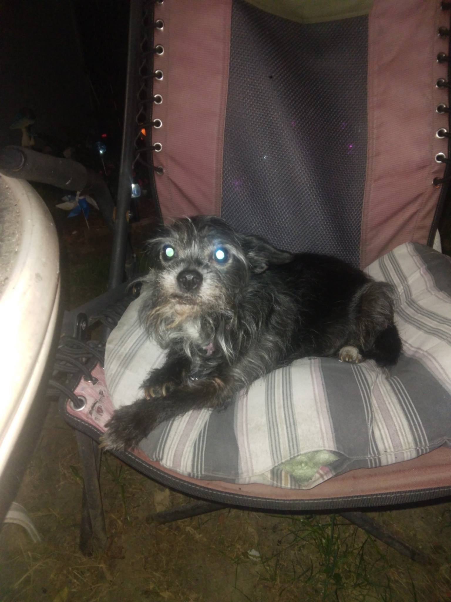 Saving Life Fundraiser by Michelle Maurer : Help Save Lady’s Life