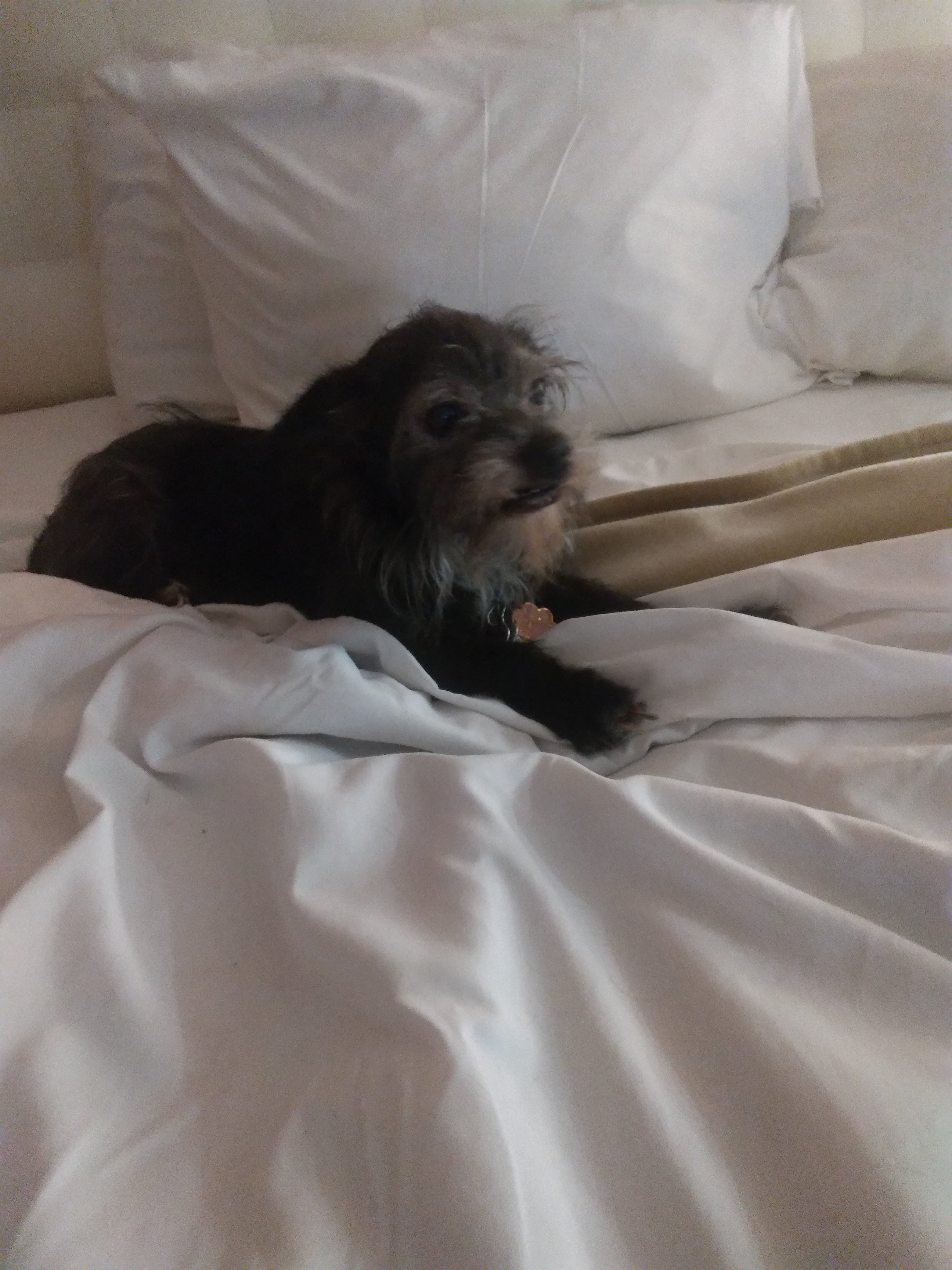 Saving Life Fundraiser by Michelle Maurer : Help Save Lady’s Life