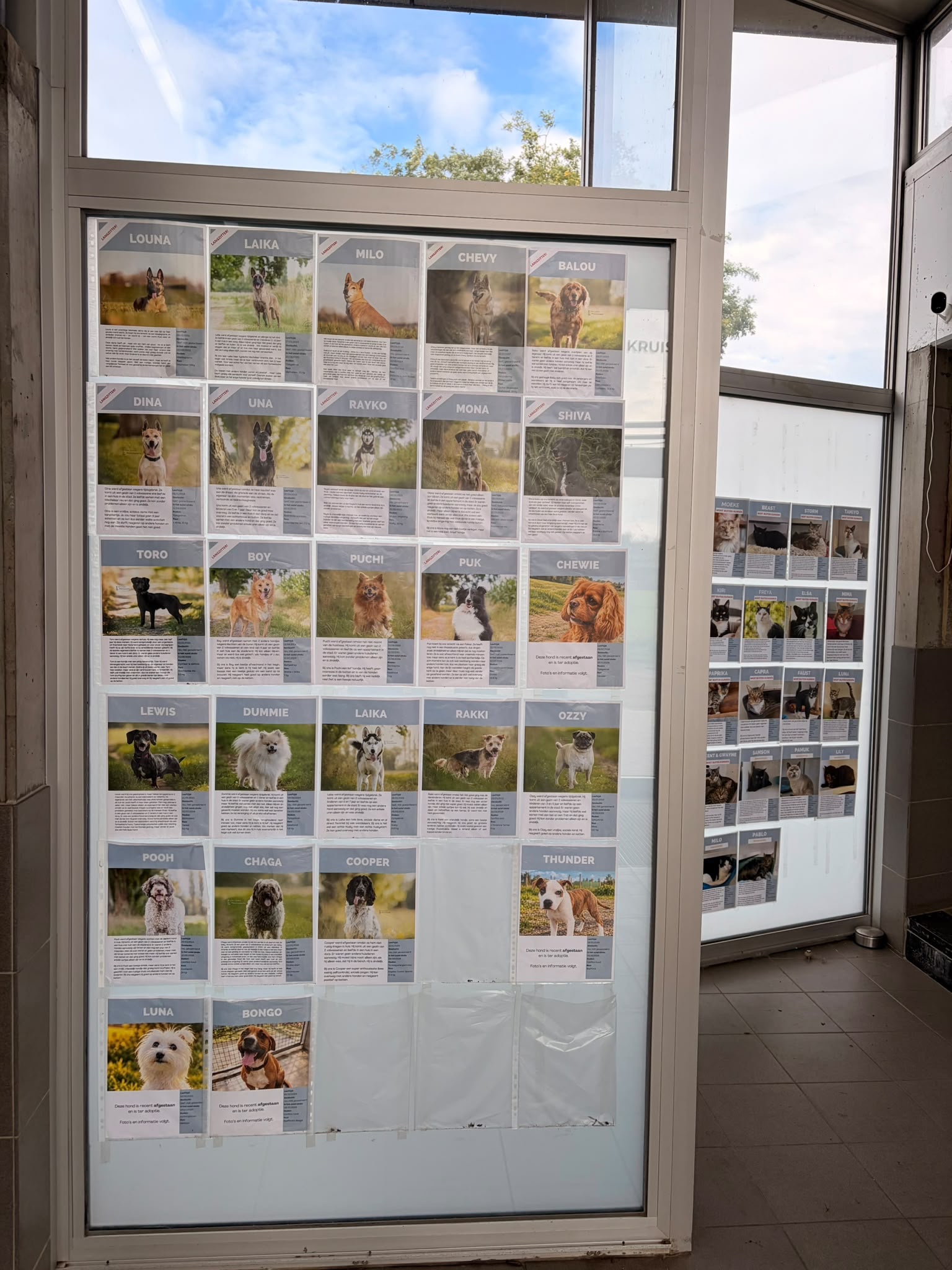 Dierenasiel in nood: red hun veilige haven campaign photo, 2 of 8