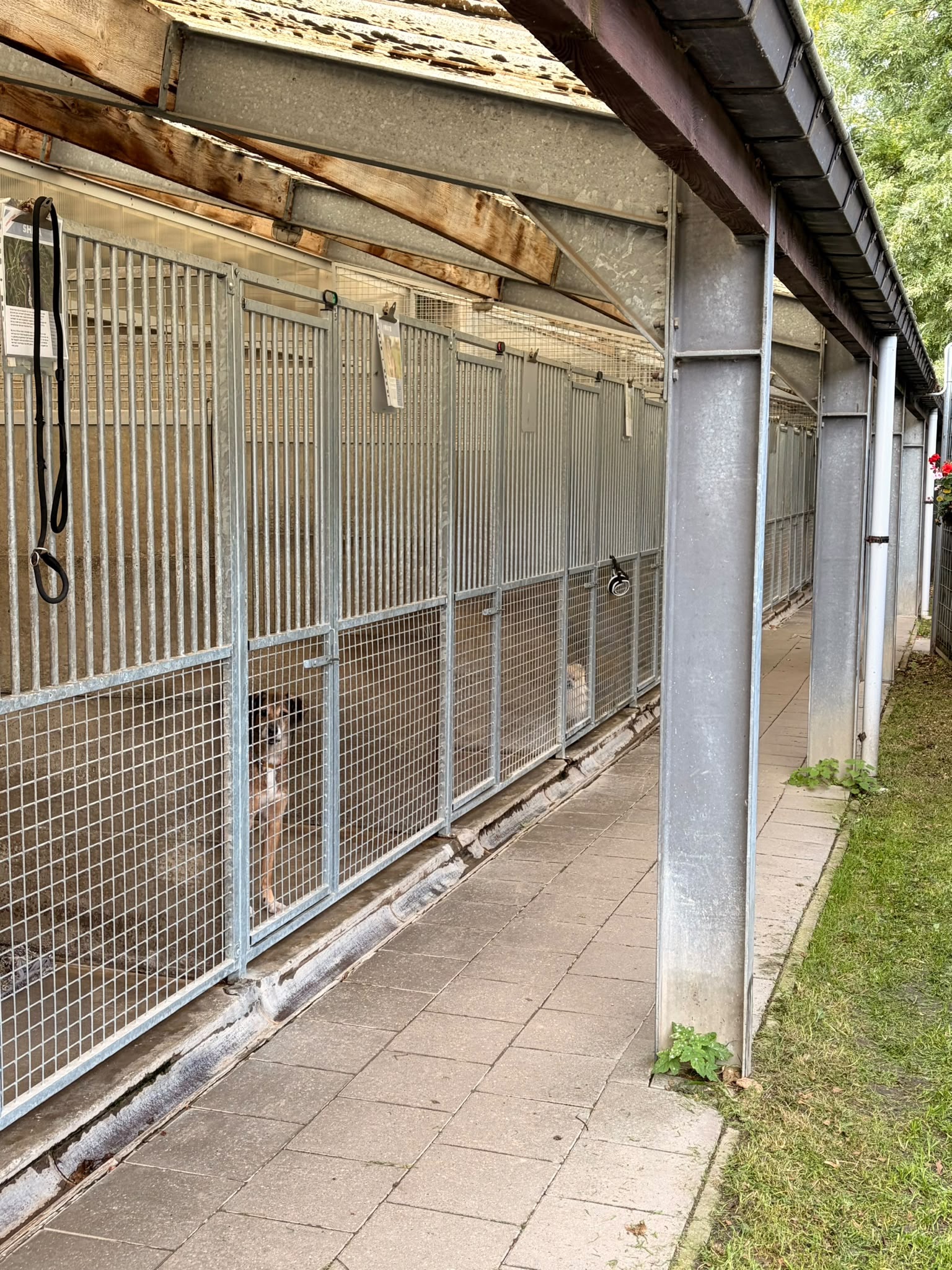 Dierenasiel in nood: red hun veilige haven campaign photo, 5 of 8