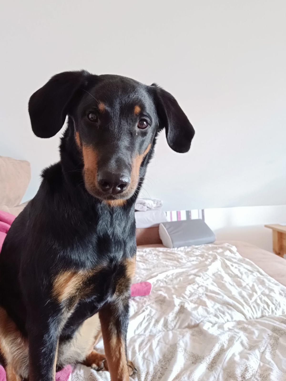 Kampagnen-Foto für Polly rettet Menschenleben. Jetzt braucht sie unsere Hilfe!, 7 von 8