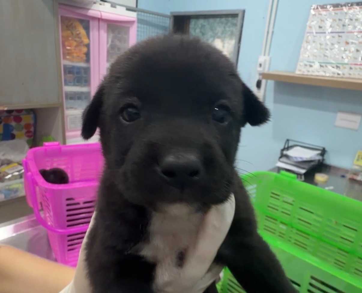 9 Welpen brauchen uns - 9 Puppies Need Our Help campaign photo, 6 of 7