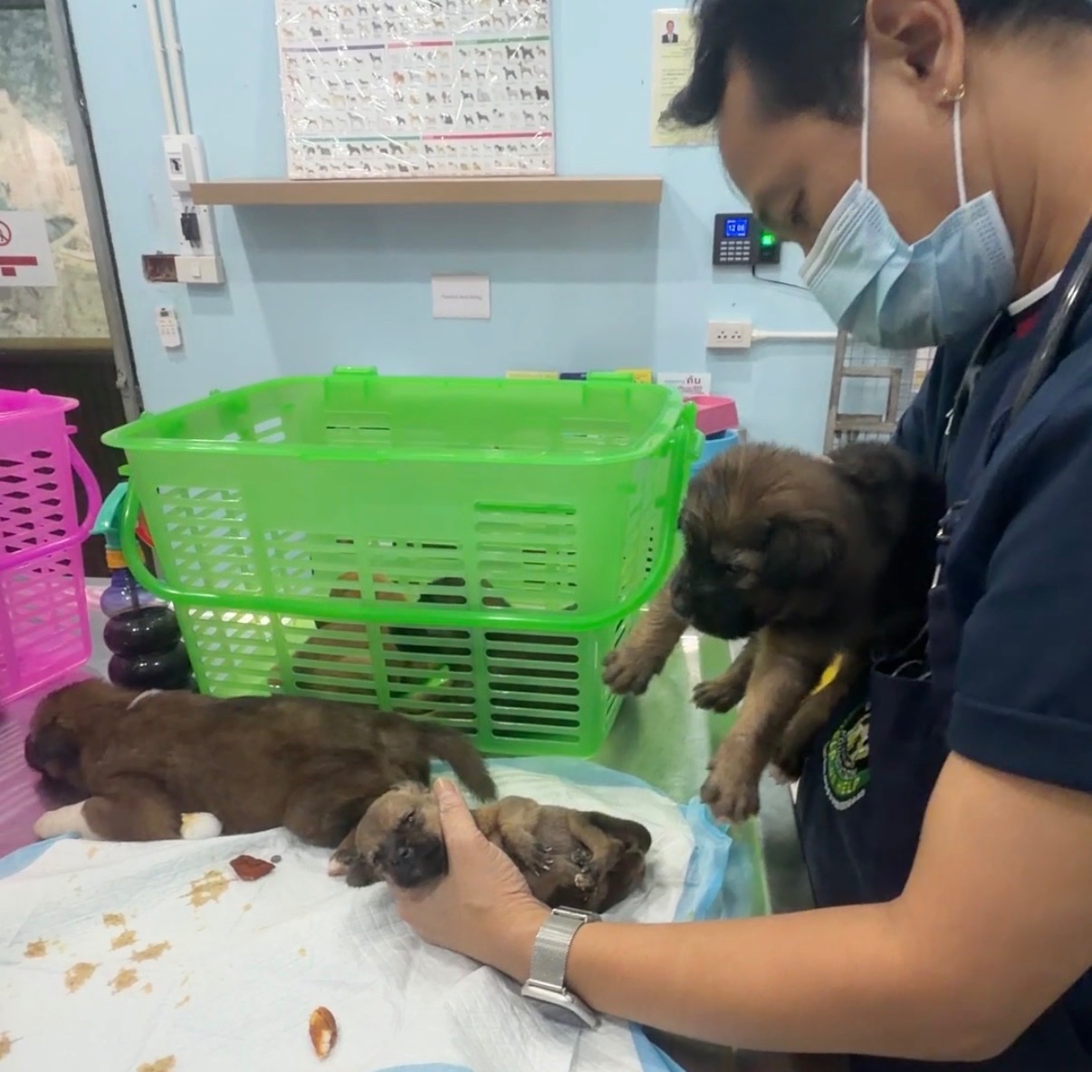 9 Welpen brauchen uns - 9 Puppies Need Our Help campaign photo, 2 of 7