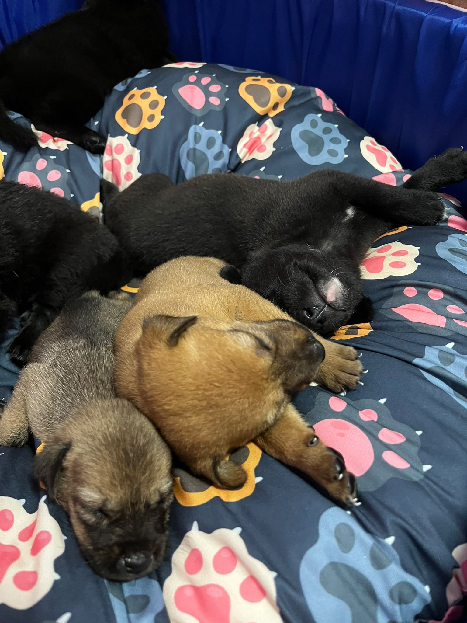 9 Welpen brauchen uns - 9 Puppies Need Our Help campaign photo, 5 of 7