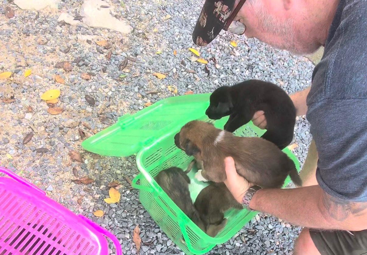 9 Welpen brauchen uns - 9 Puppies Need Our Help campaign photo, 4 of 7