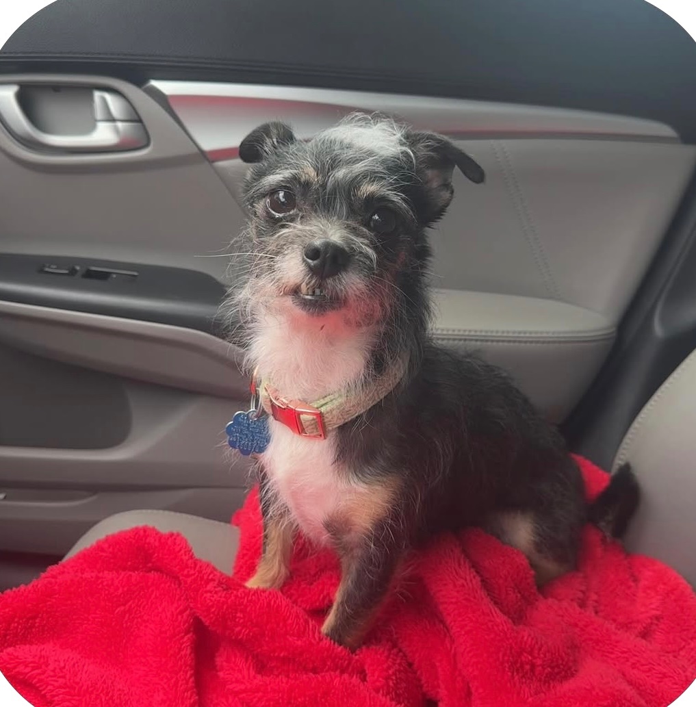 Fundraiser by Marina Gonzales : Care for My Senior Dog’s Teeth