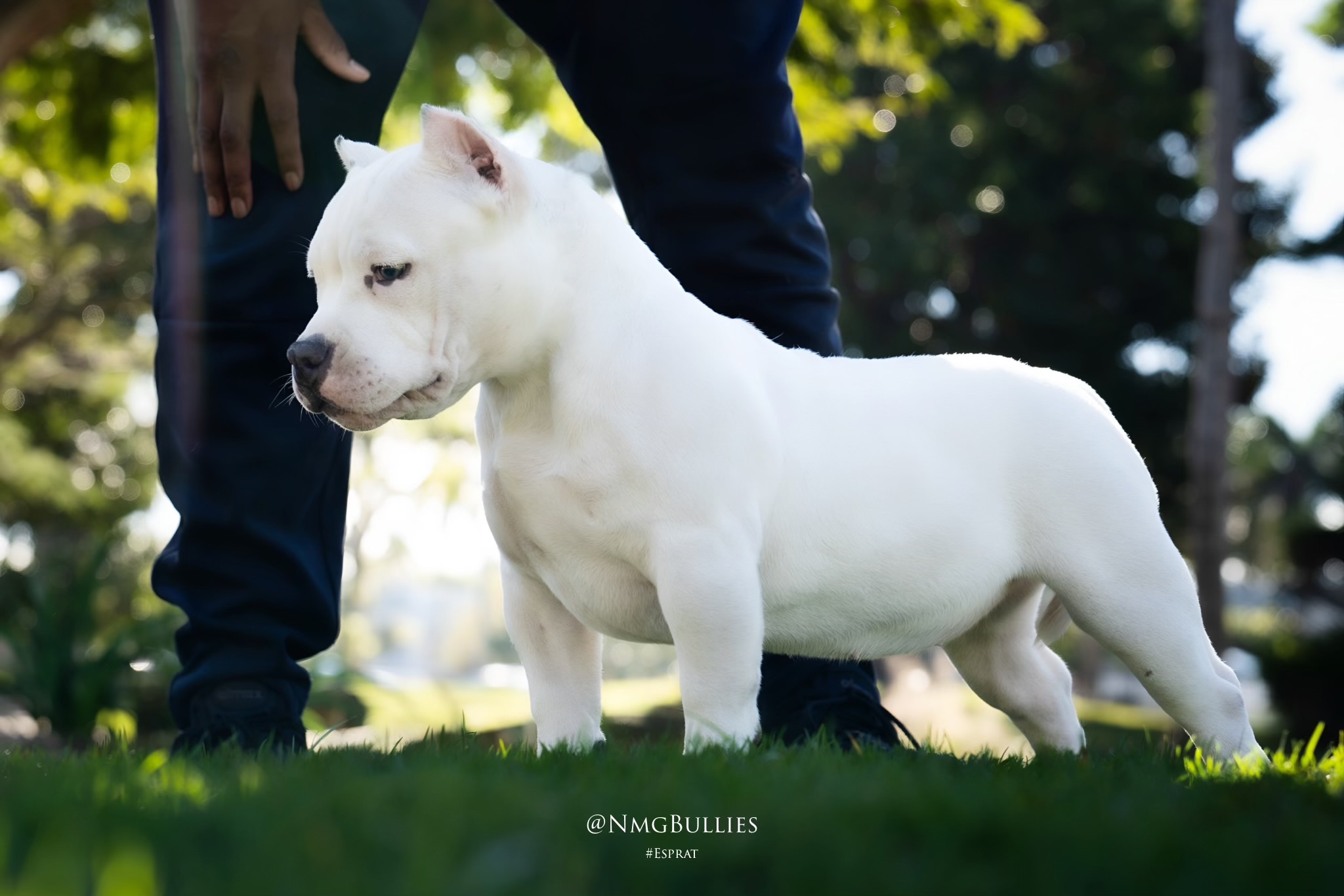 Fundraiser by Nicolas Gonzalez : Help Bibi Get Back Leg Surgery