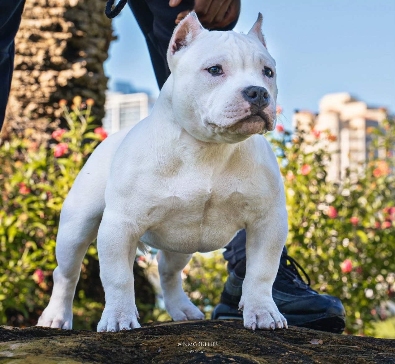 Fundraiser by Nicolas Gonzalez : Help Bibi Get Back Leg Surgery