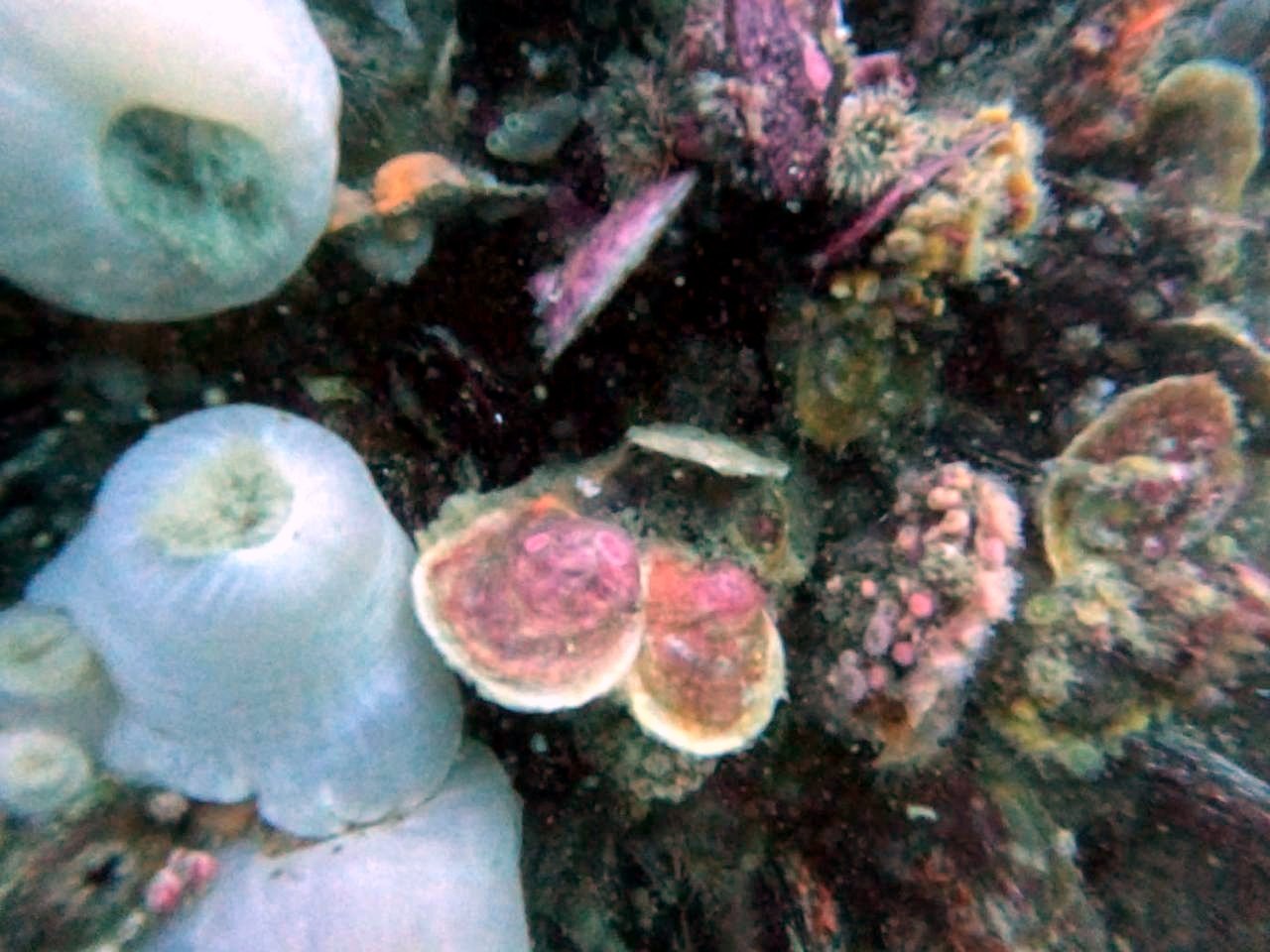 Help US Restore Patagonia's Native Oyster Reefs campaign photo, 5 of 6