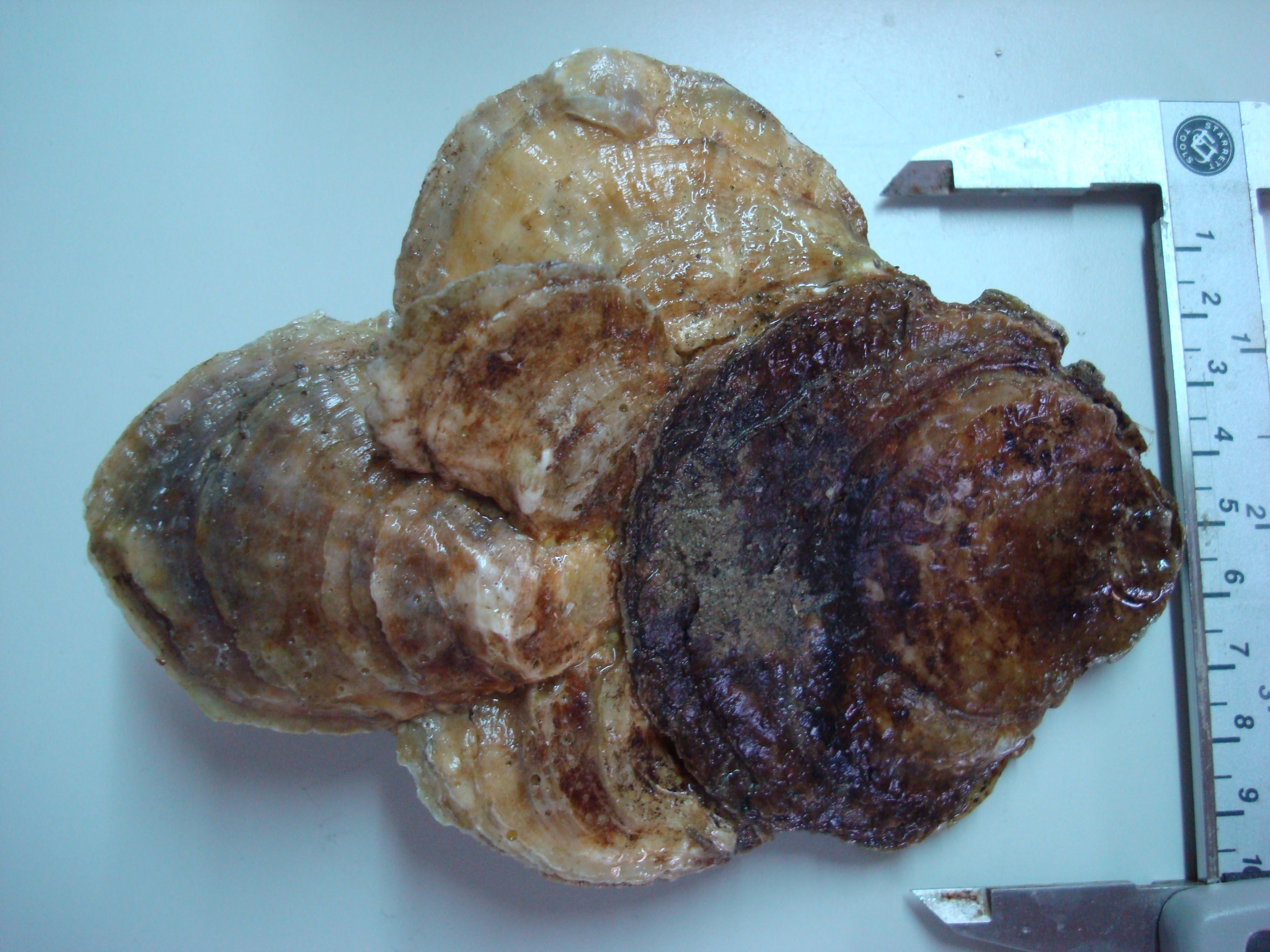 Help US Restore Patagonia's Native Oyster Reefs campaign photo, 4 of 6