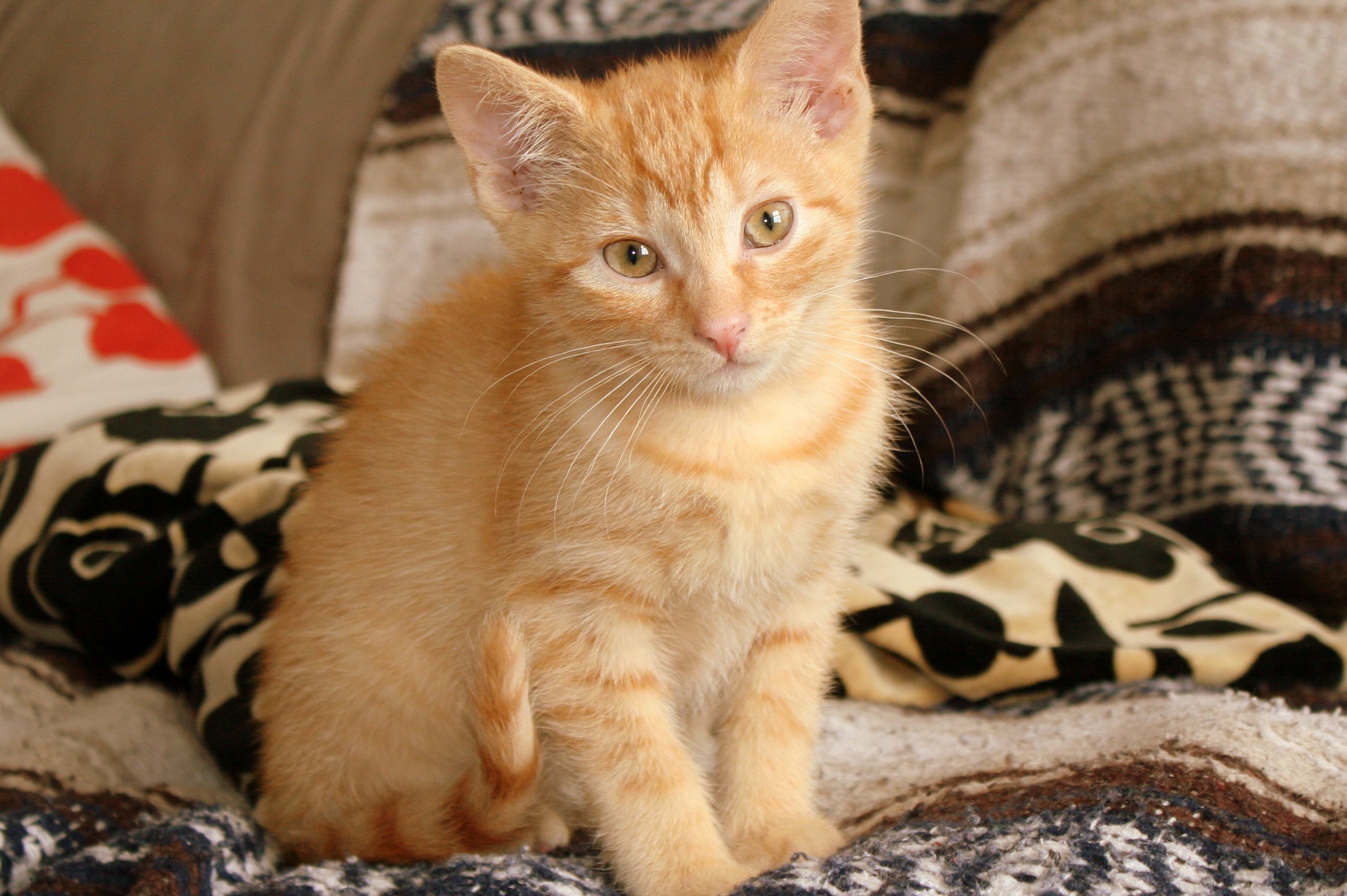 Gus's urgent hospital stay campaign photo, 2 of 5