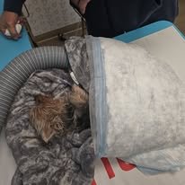 Ellie Needs Critical Care and Healing campaign photo, 2 of 5