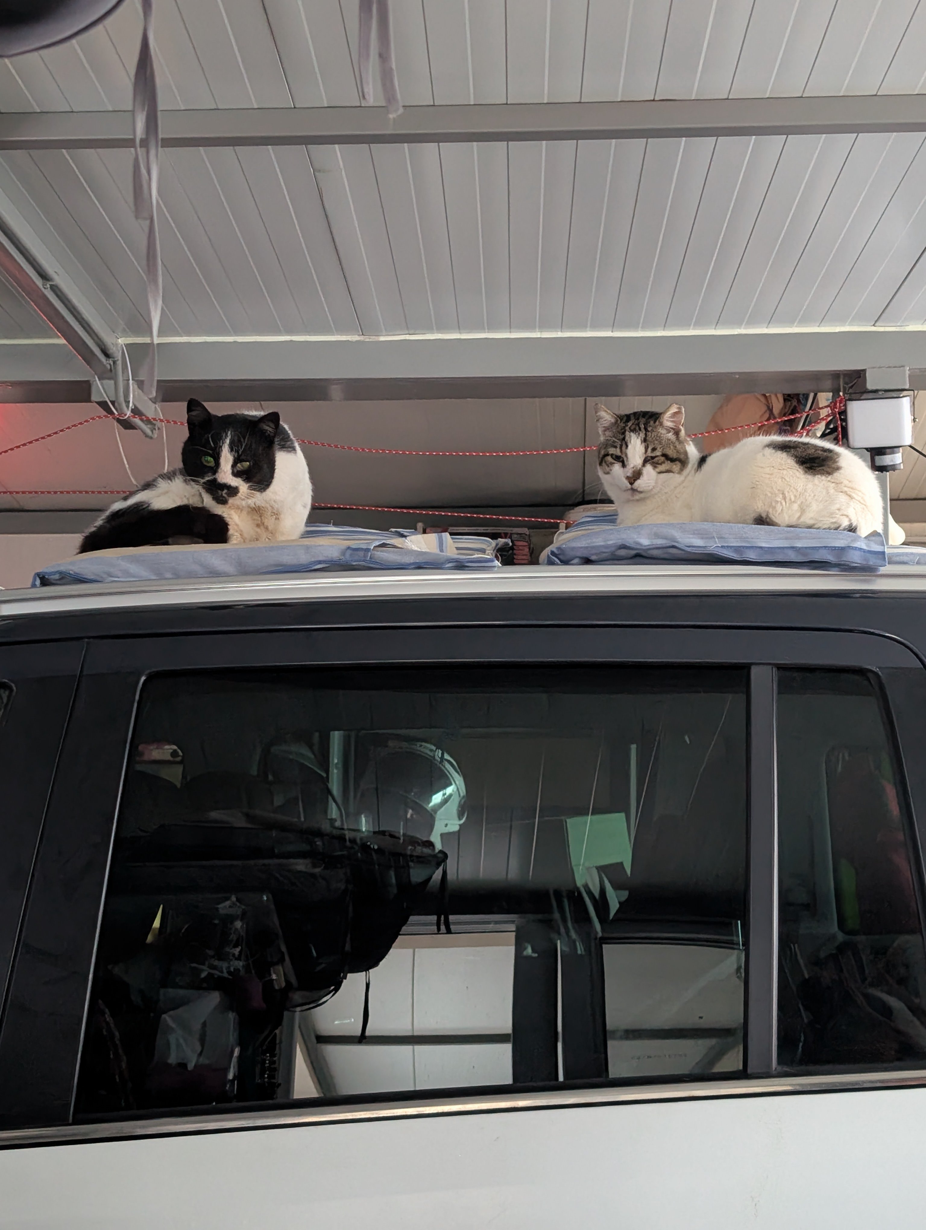 Cruising for a Second Chance Help Our Kos Island Rescue Pack campaign photo, 2 of 8