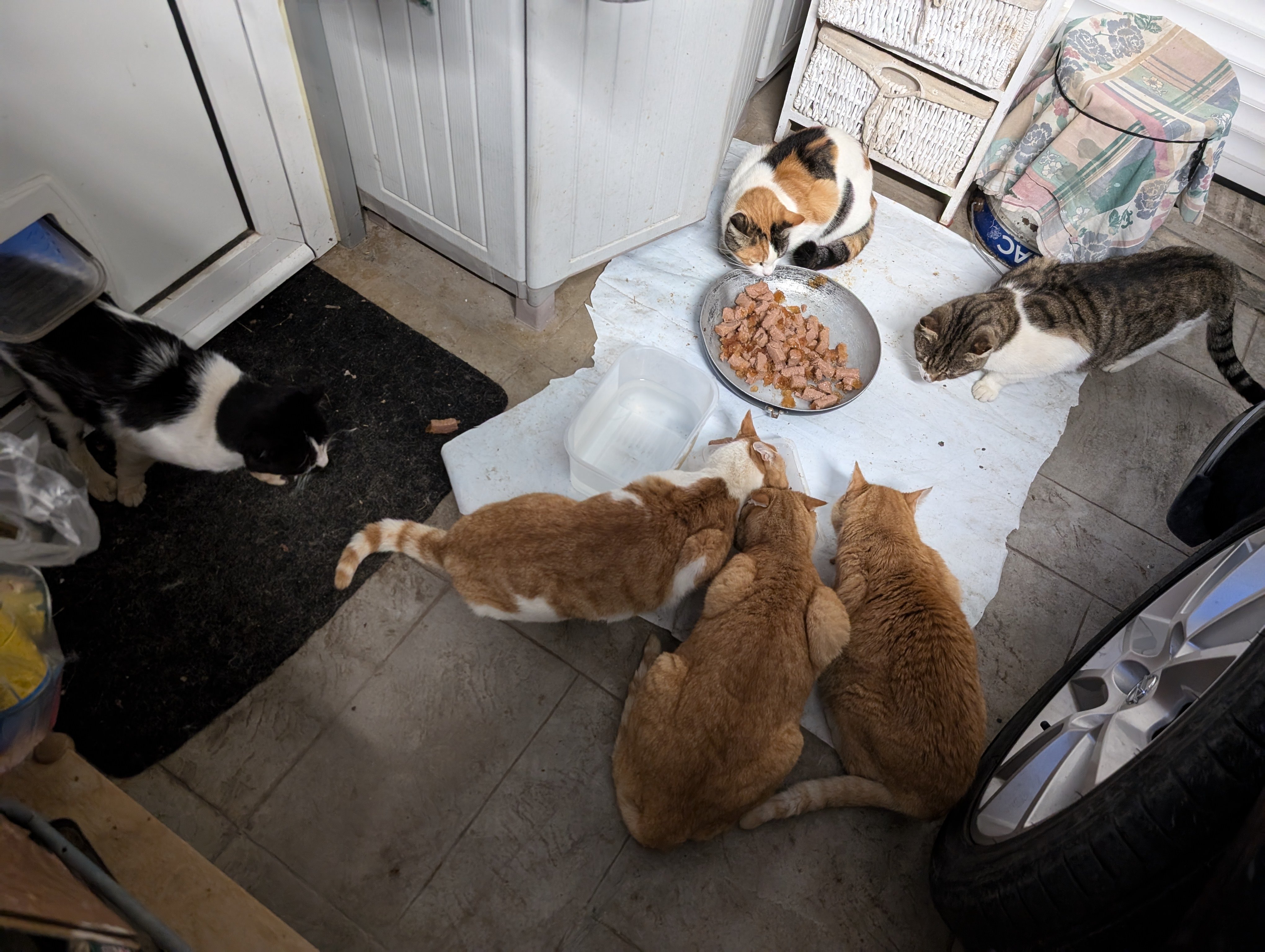 Cruising for a Second Chance Help Our Kos Island Rescue Pack campaign photo, 6 of 8