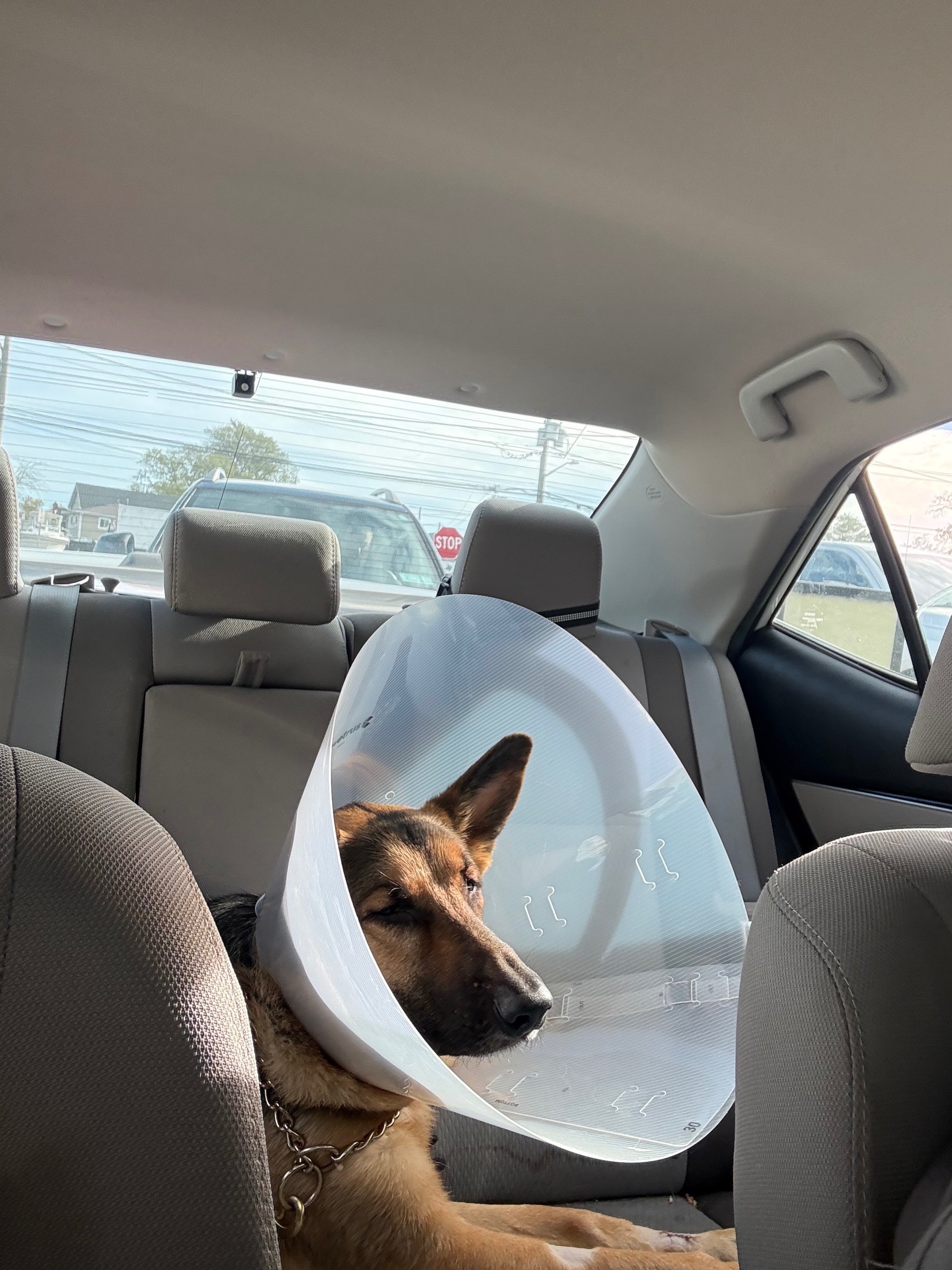 Help Marine Recover from Surgery campaign photo, 2 of 4
