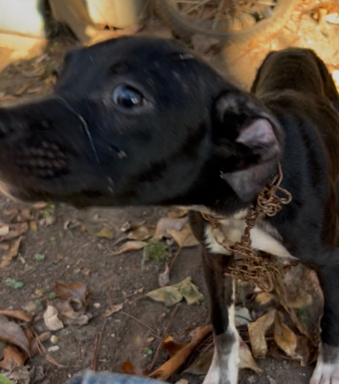 Help Two Emaciated Puppies Get Urgent Care campaign photo, 2 of 6