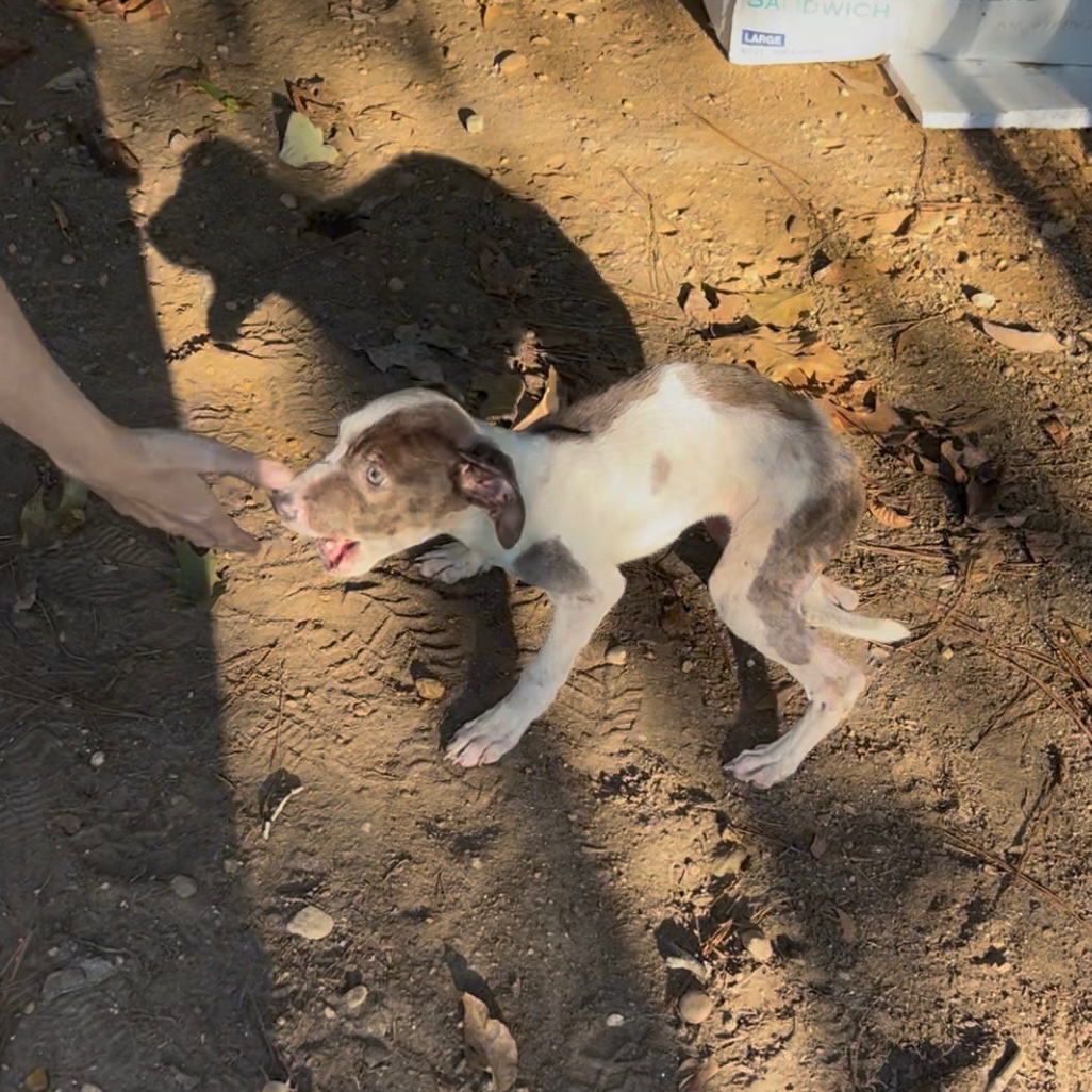 Help Two Emaciated Puppies Get Urgent Care campaign photo, 4 of 6