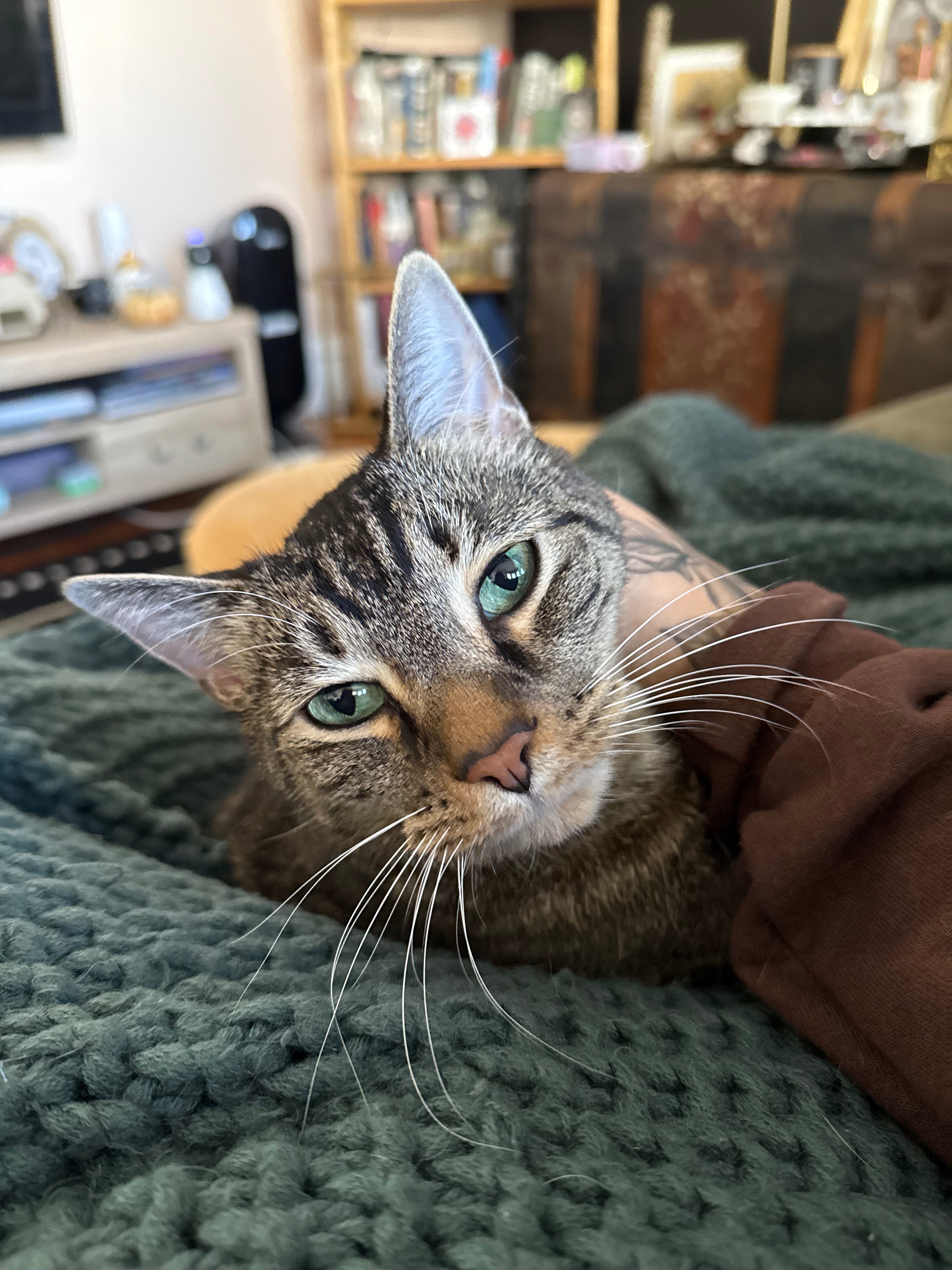 Help Koda Get the Care He Needs campaign photo, 7 of 8